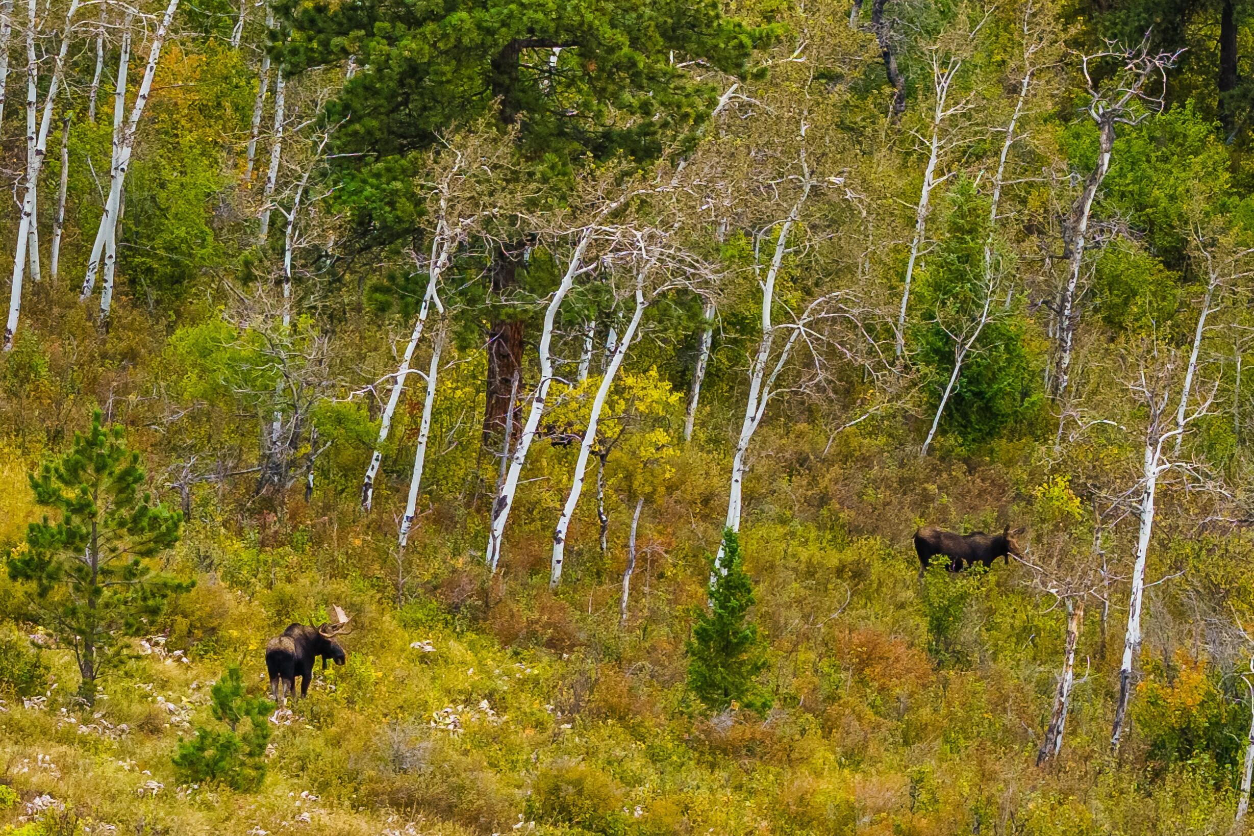 Big Horn, Wyoming, 82833, United States, ,Residential,For Sale,2011314