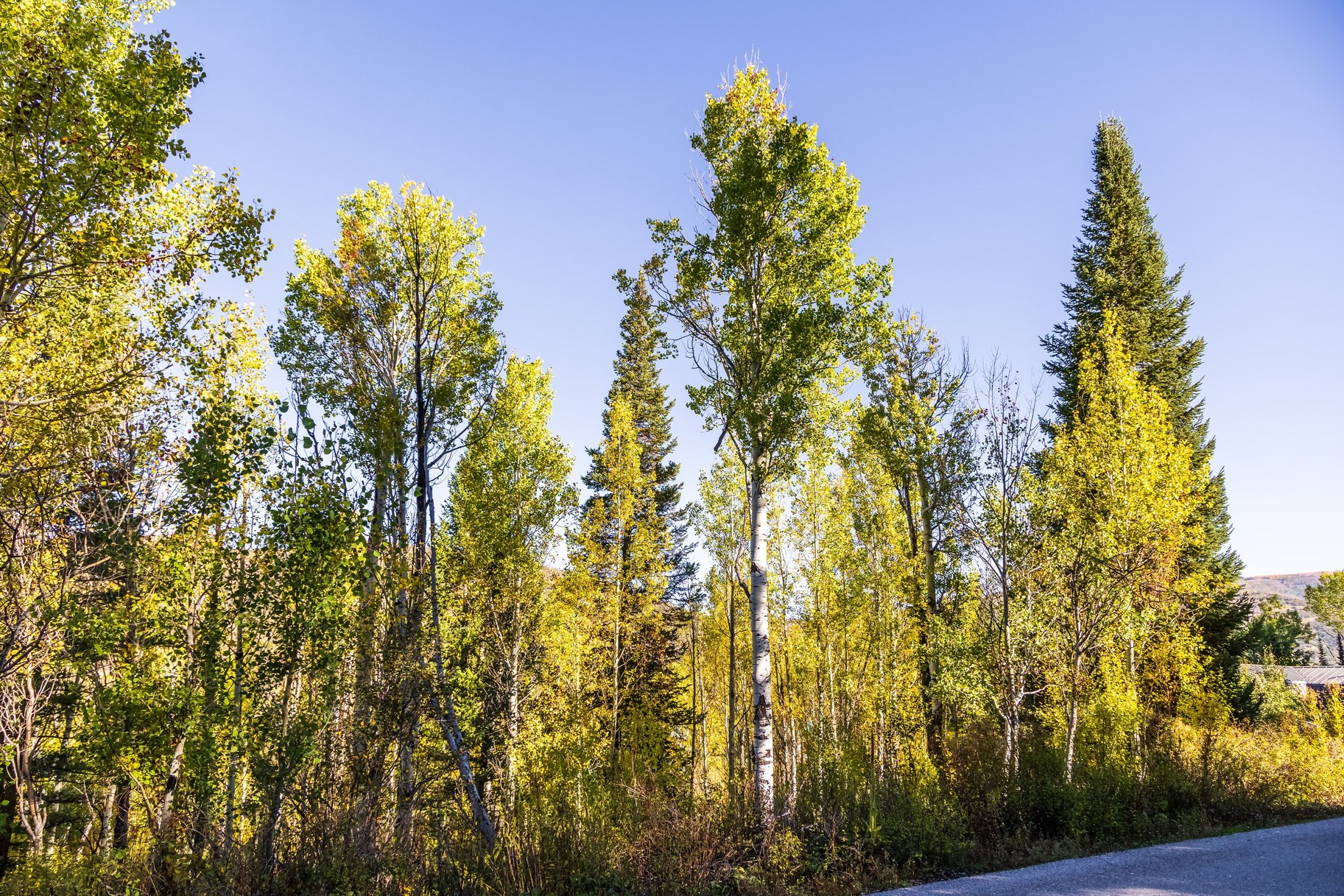  1.32-Acre Wooded Retreat in Gated Pine Mountain Near Oakley - 物件實景