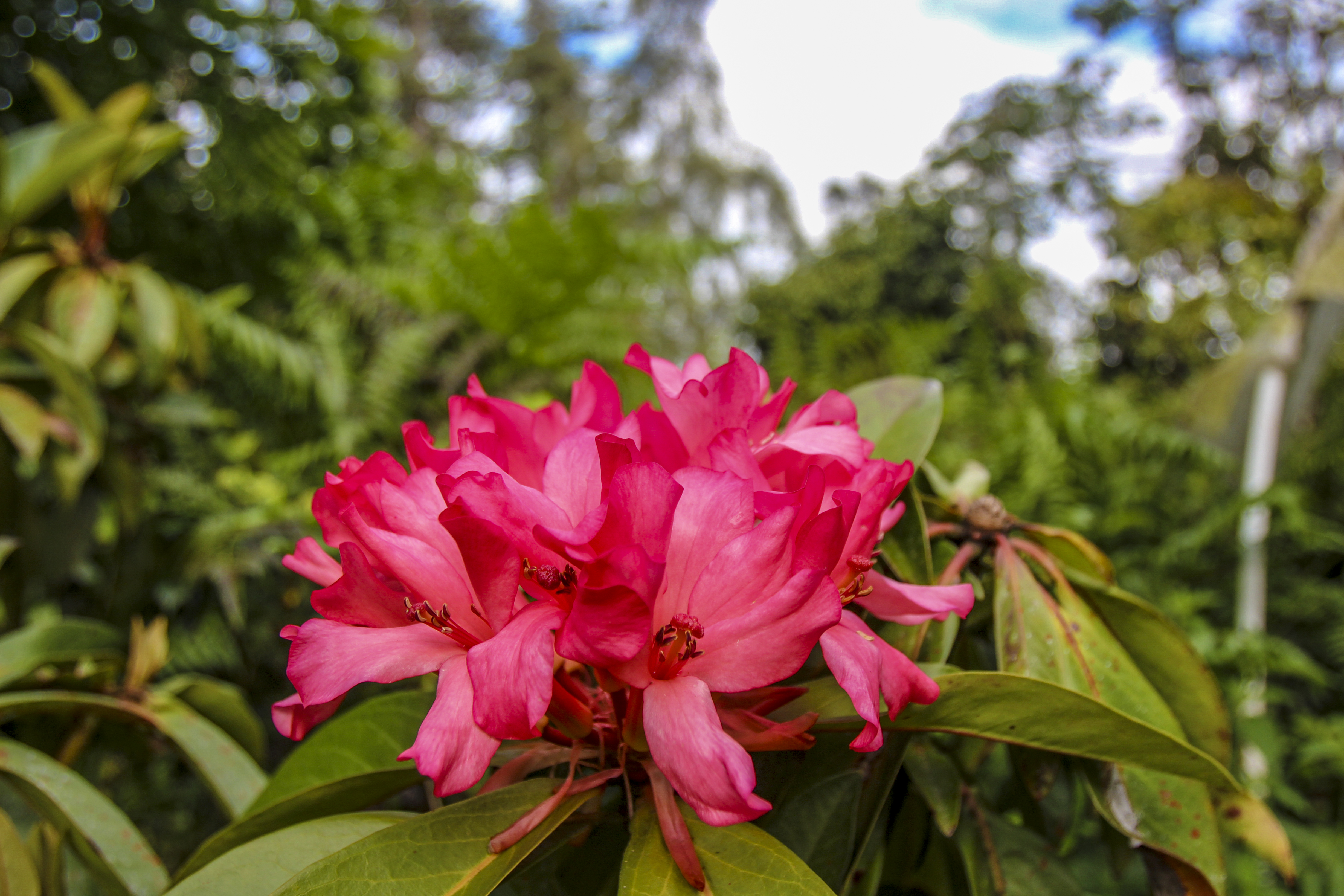  16-1517 Poouli Rd, Kurtistown, HI, 96760 - 物件實景