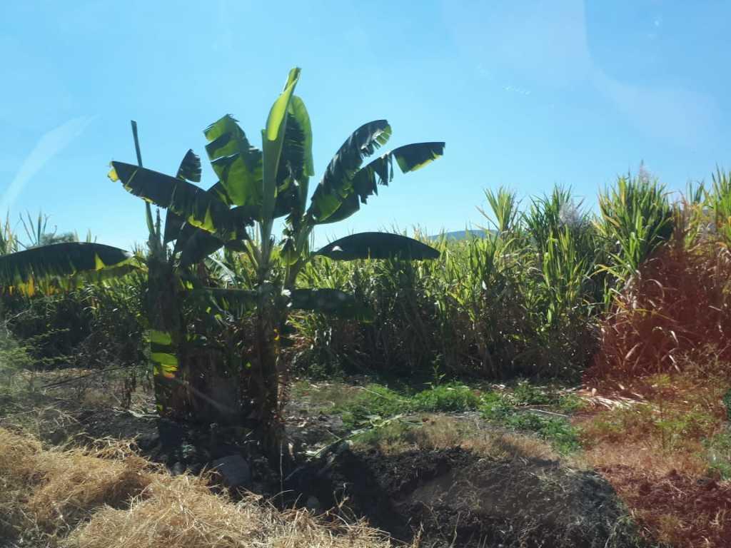 Campo Chamilpa, Yautepec, Morelos, 62739, Mexico, 1 Bedroom Bedrooms, ,Residential,For Sale,Campo Chamilpa,1443493