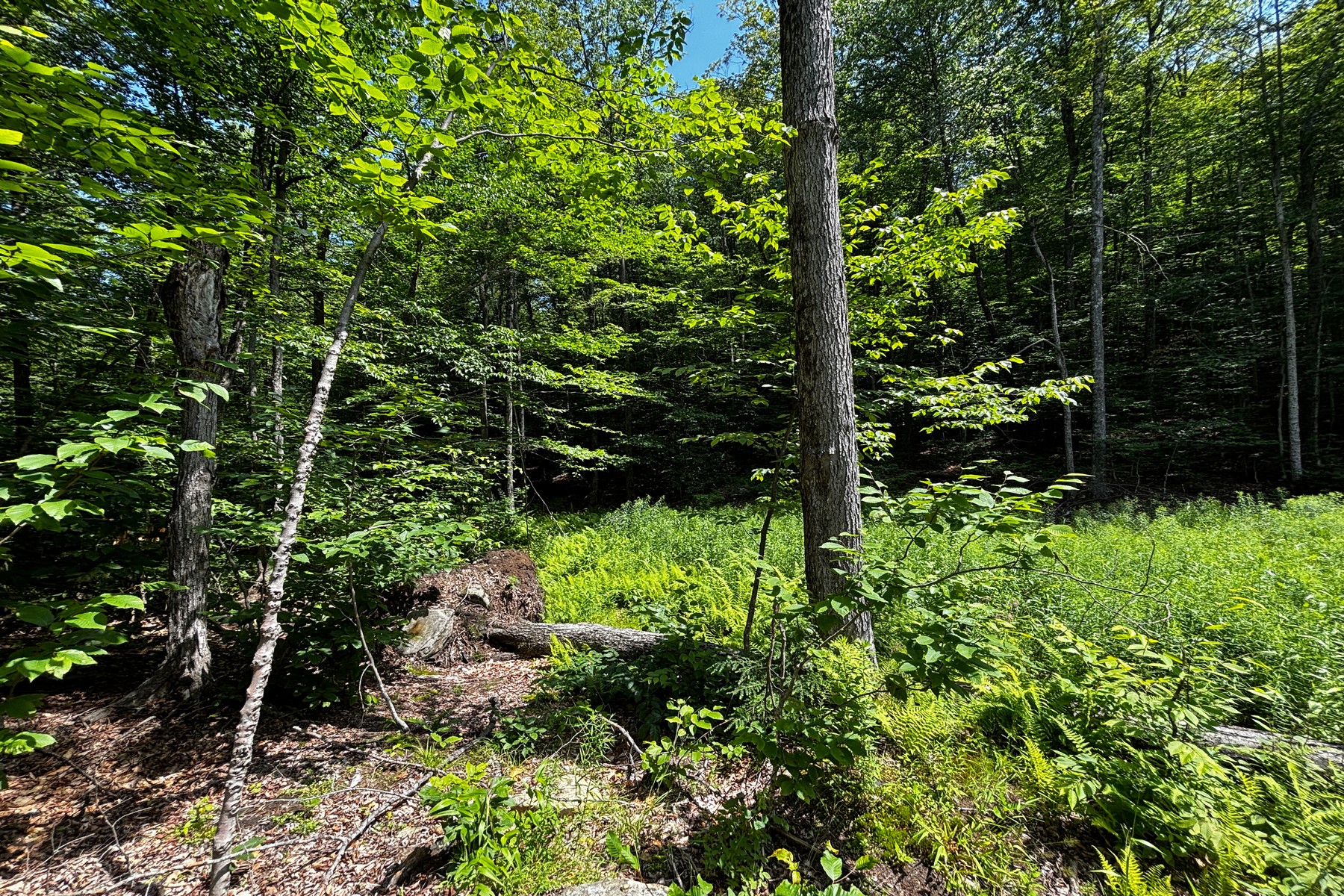  27 acres with close to Chester Village and Skiing - 物件實景