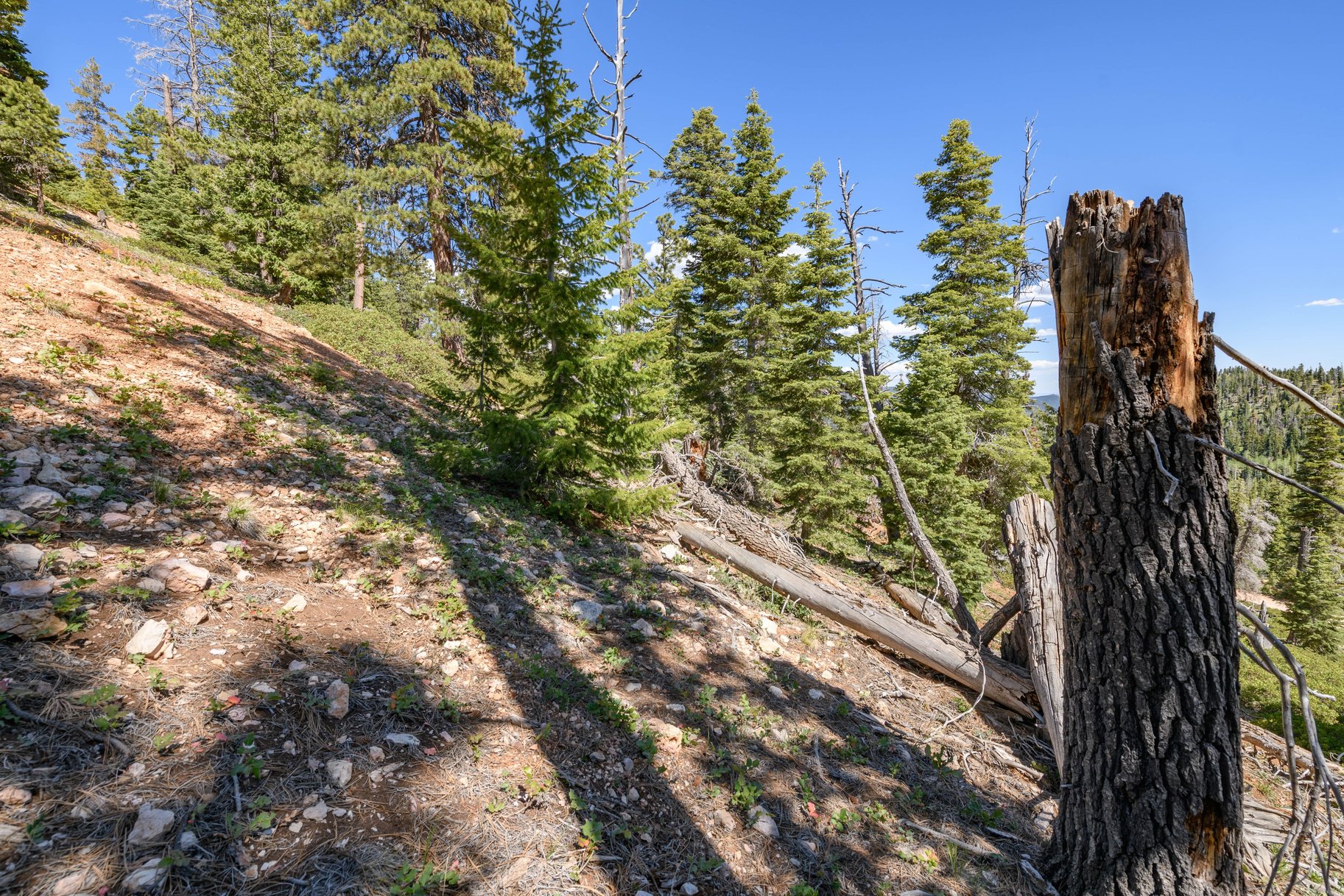  Quiet Mountain Retreat Near Navajo Lake - 物件實景