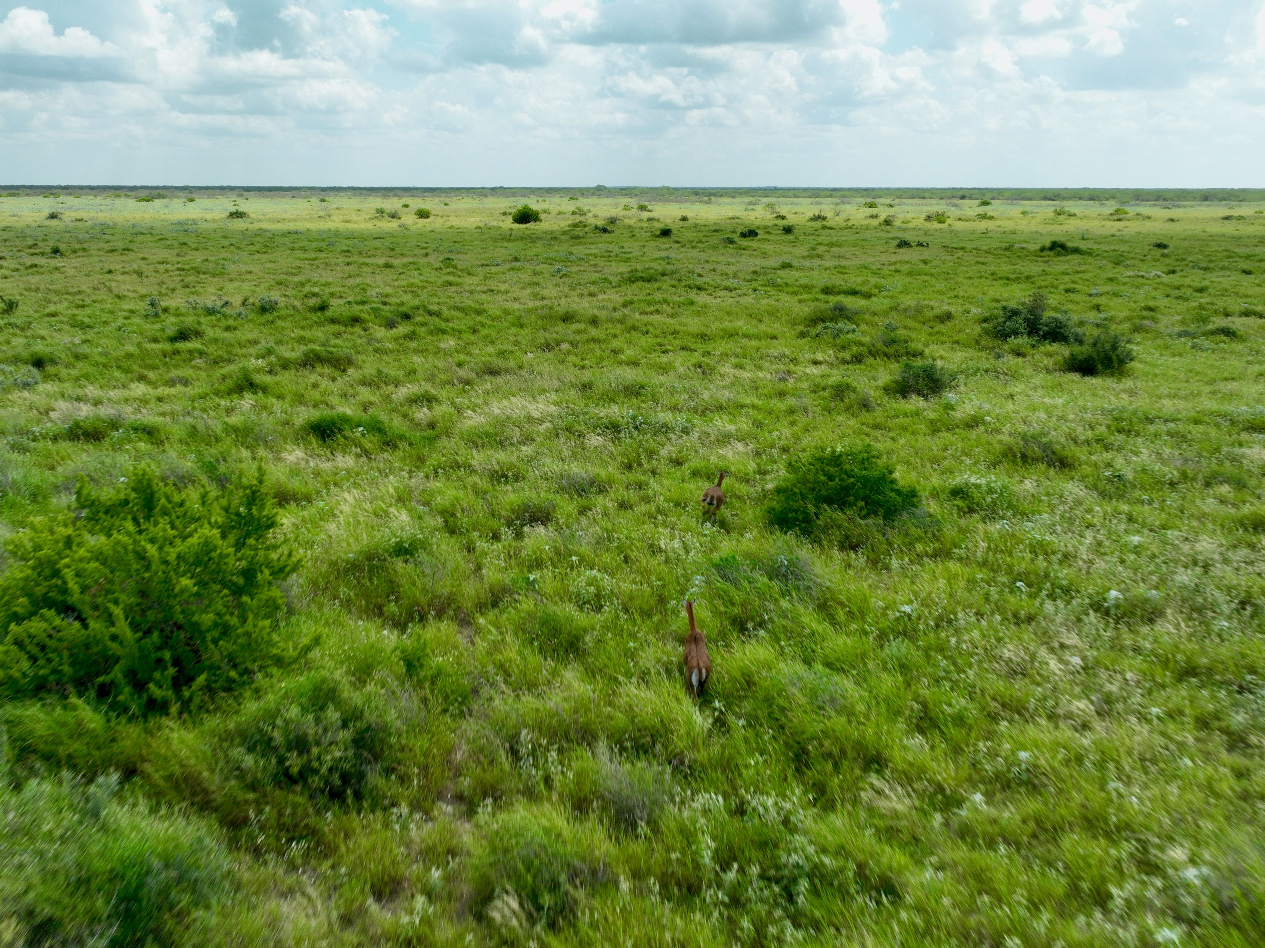  Mesquite Tree Ranch - 物件實景