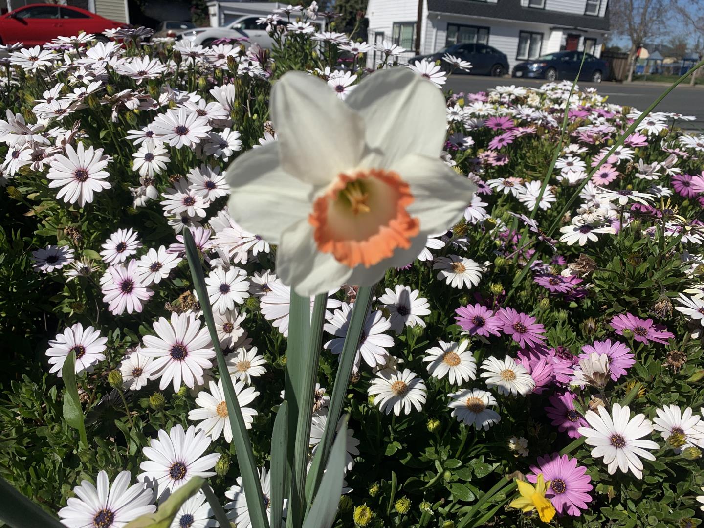 San Jose, California, 95125, United States, 4 Bedrooms Bedrooms, ,2 BathroomsBathrooms,Residential,For Sale,2003110