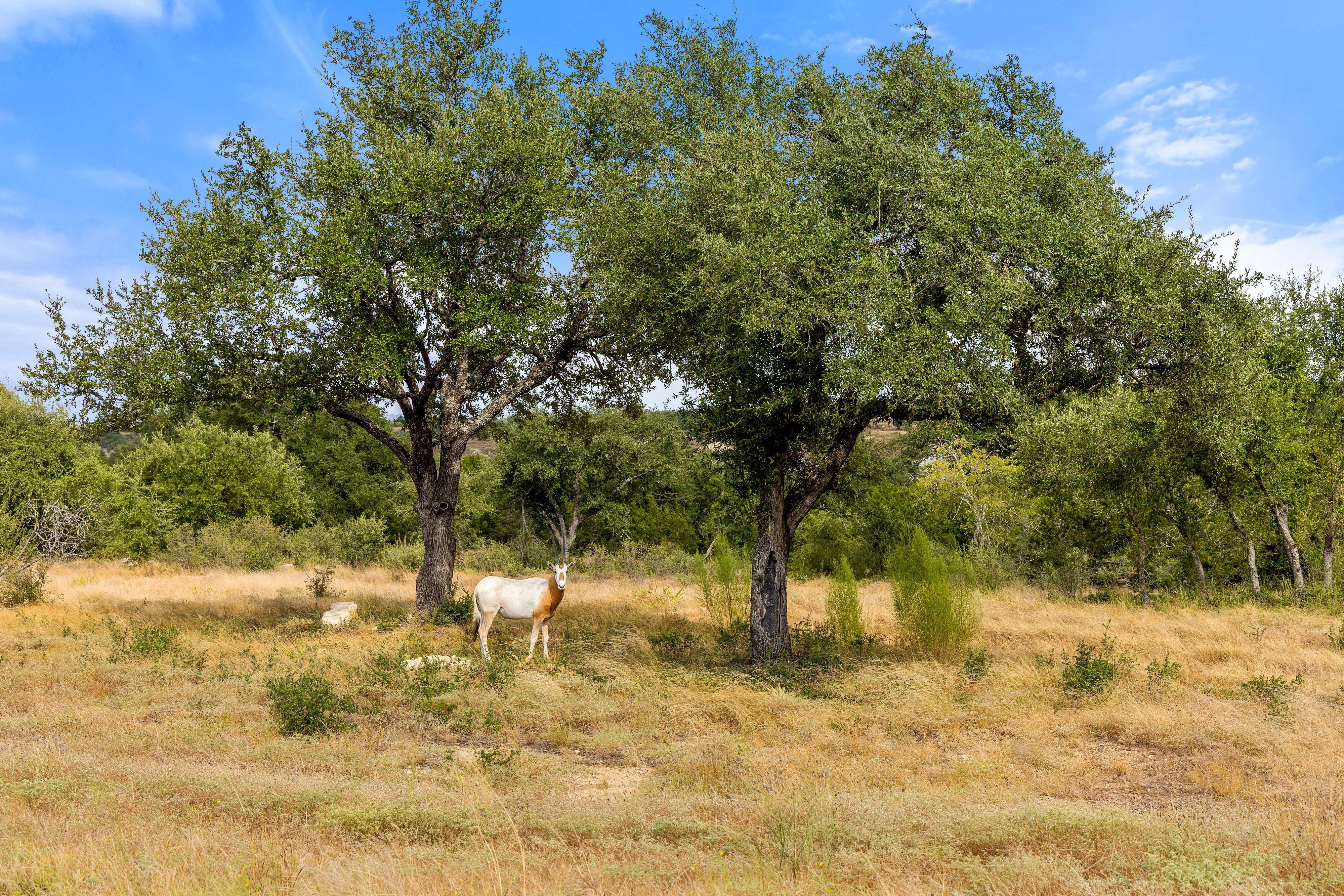  136 Legacy Hills Drive - Stunning 5 acre lot in a luxury gated community - 物件實景