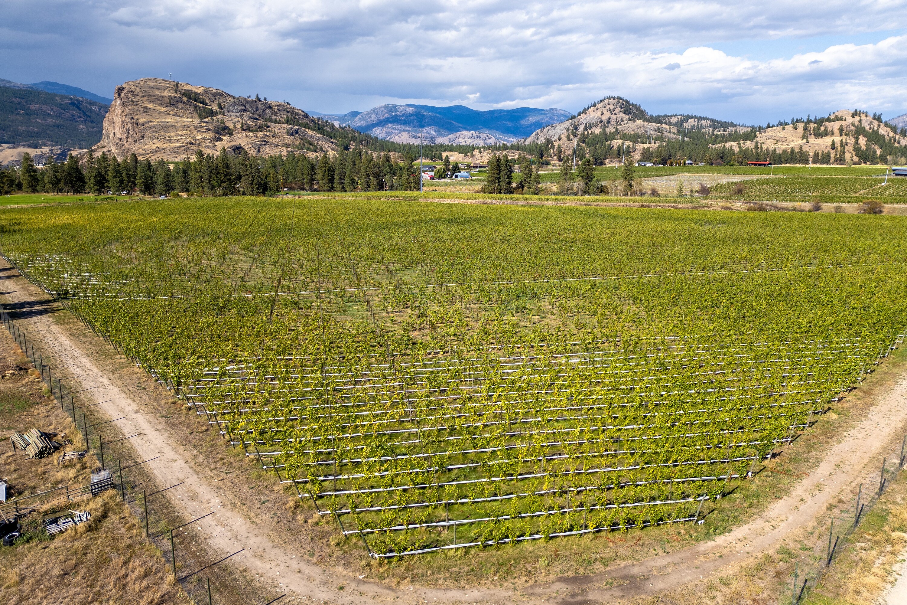  Vineyard in Okanagan Falls - 物件實景