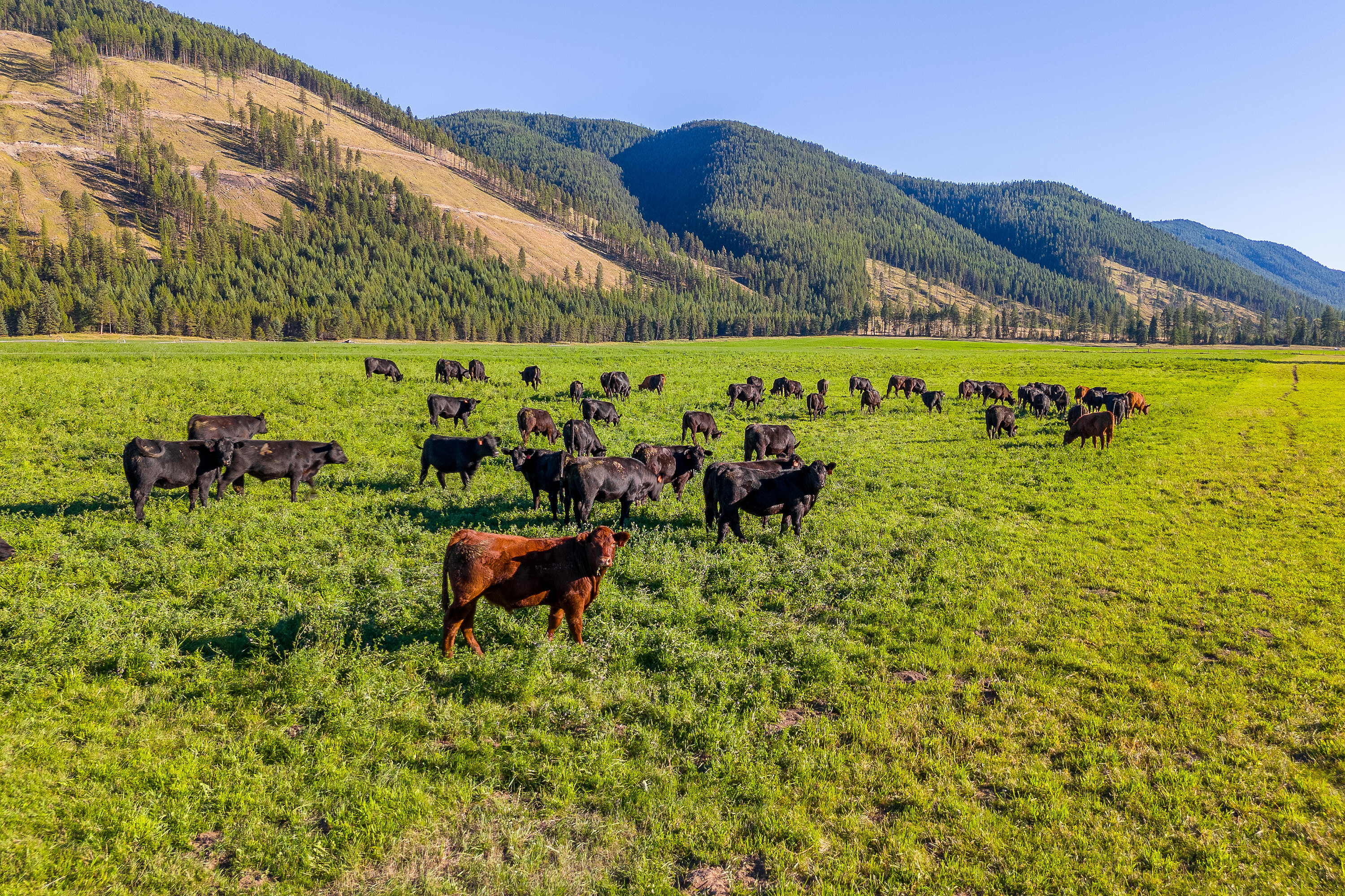 Buck Lake Ranch - 物件實景