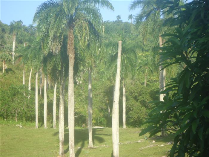Sosua, DO, ,Land,For Sale,1907568