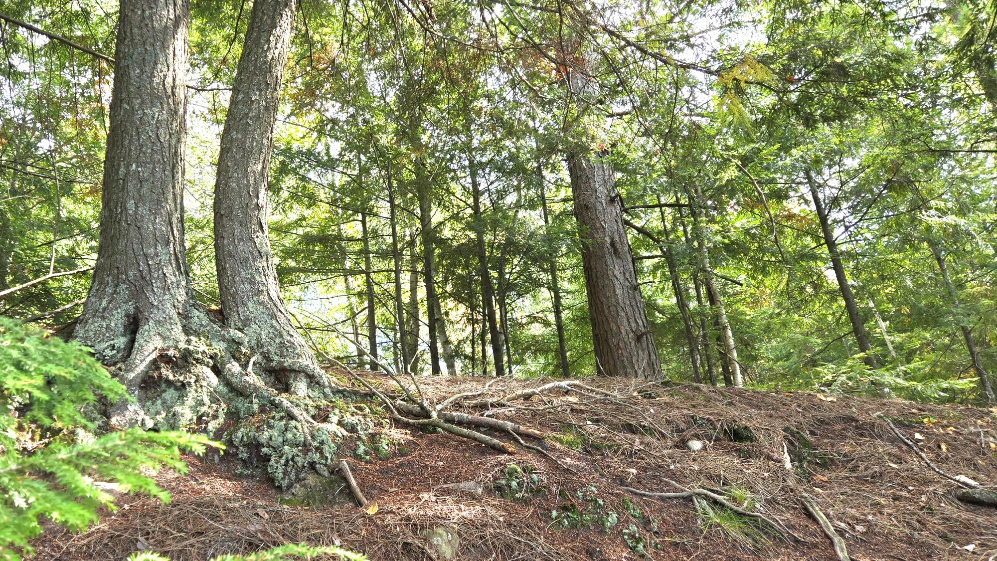 Presque Isle, Wisconsin, 54557, United States, ,Land,For Sale,1984076