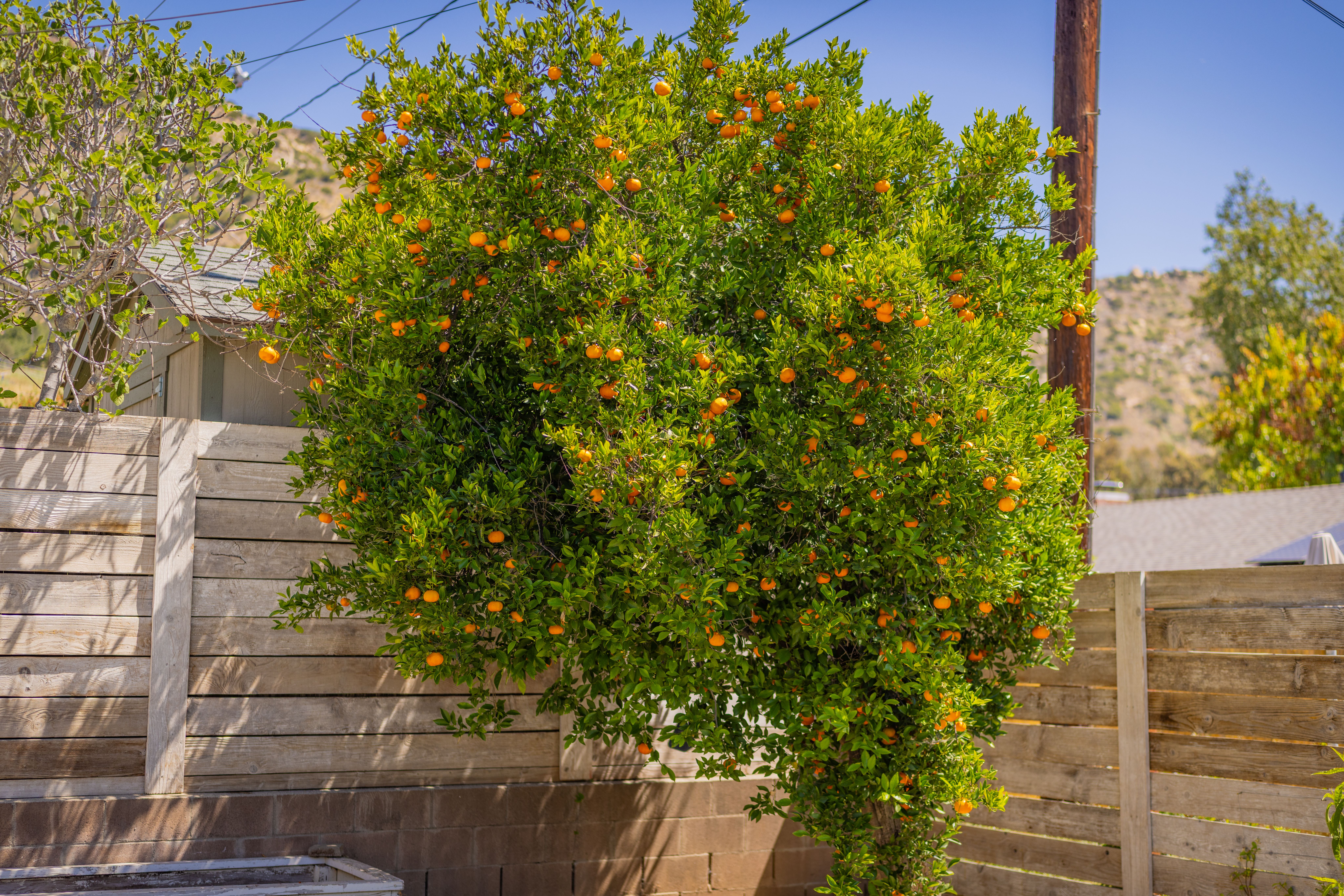  1402 Drown Avenue, Ojai, CA 93023 - 物件實景