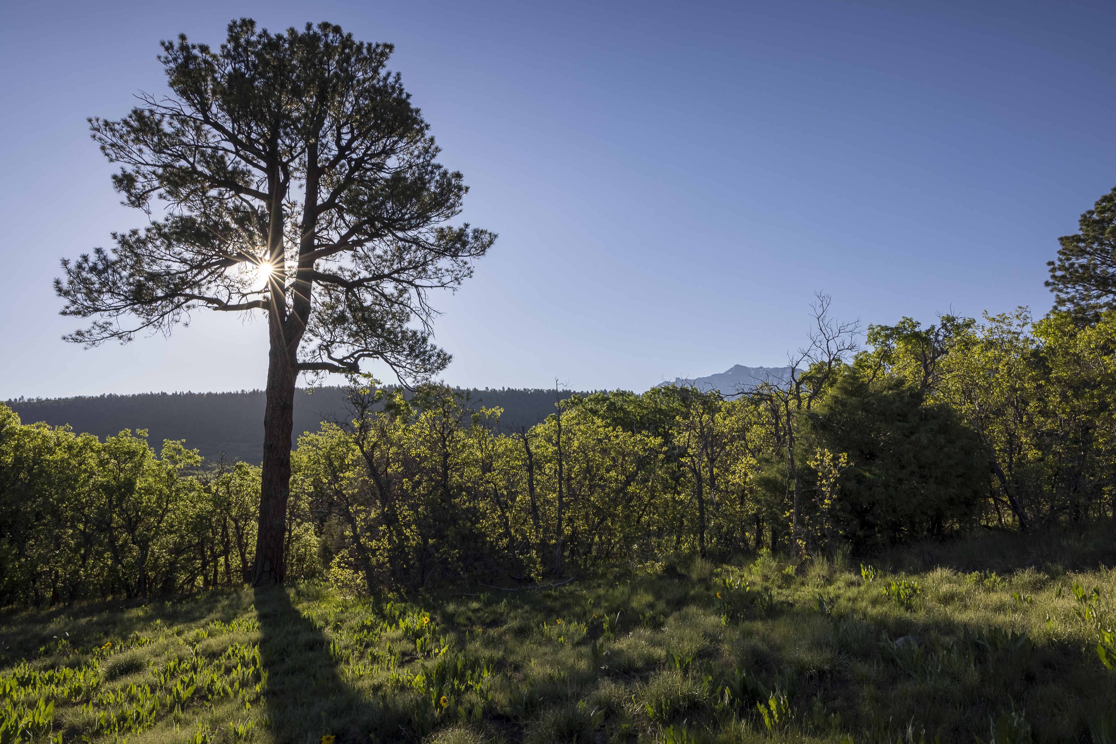  Telluride Renegade Ranch - 602 acres on Hastings Mesa - 物件實景