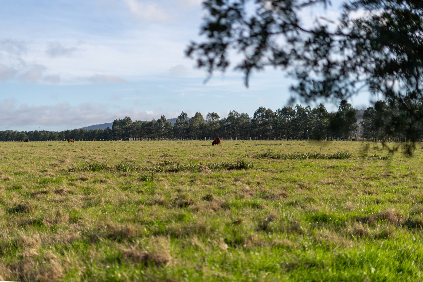  NAHUEL Stud Farm - 物件實景