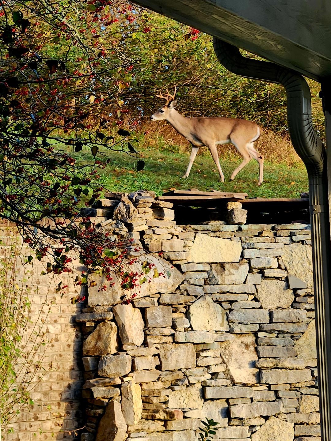 Lewisburg, Tennessee, 37091, United States, 4 Bedrooms Bedrooms, ,3 BathroomsBathrooms,Residential,For Sale,1999662