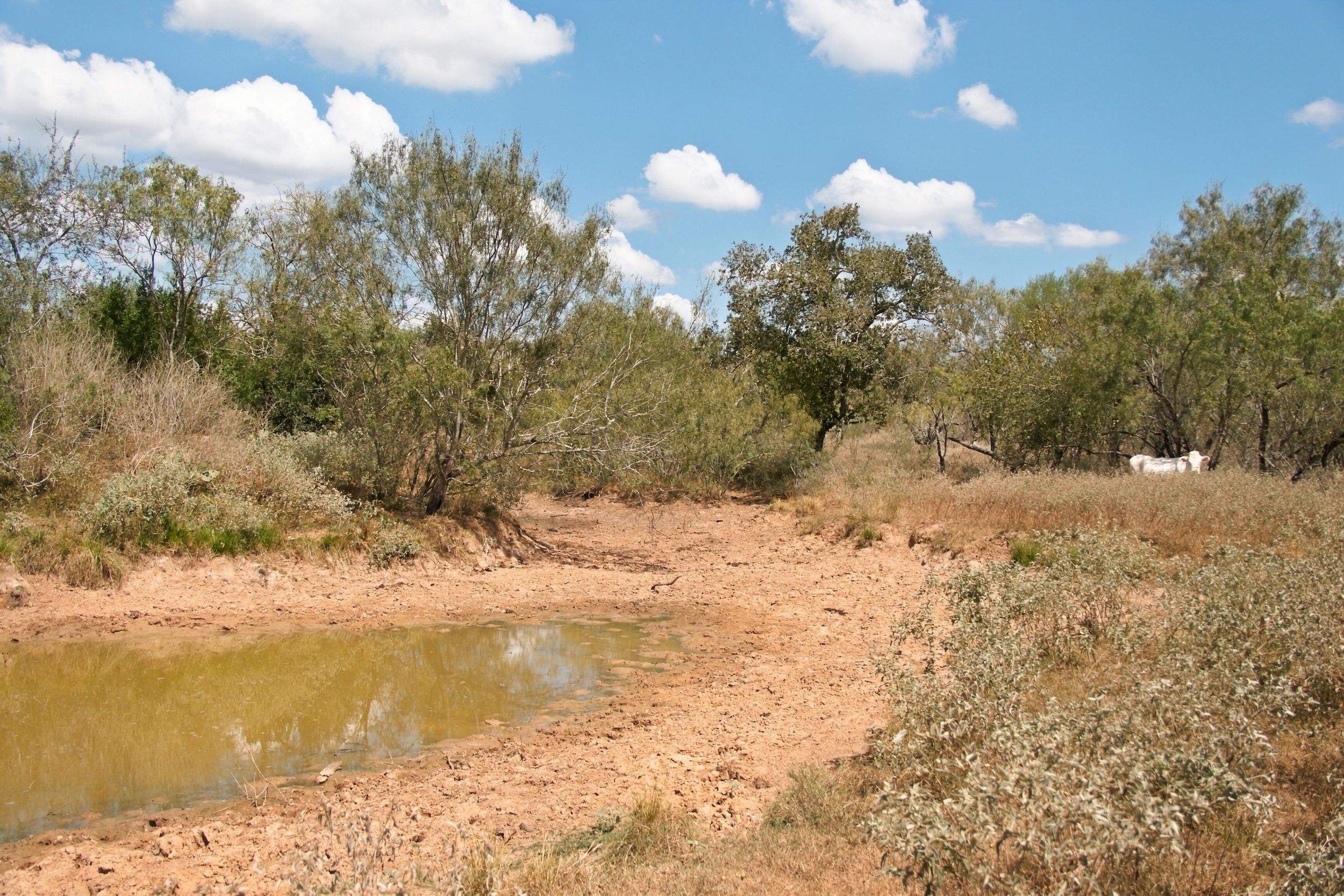  186+/- Acre Post Oak Hill Ranch - 物件實景