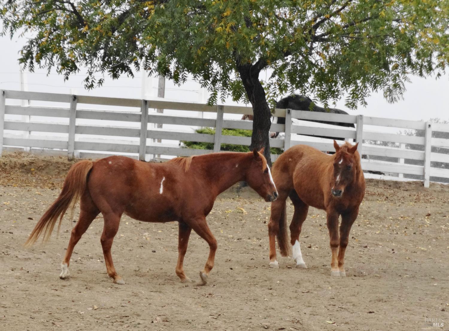 Kelseyville, California, 95451, United States, 3 Bedrooms Bedrooms, ,2 BathroomsBathrooms,Residential,For Sale,1974568