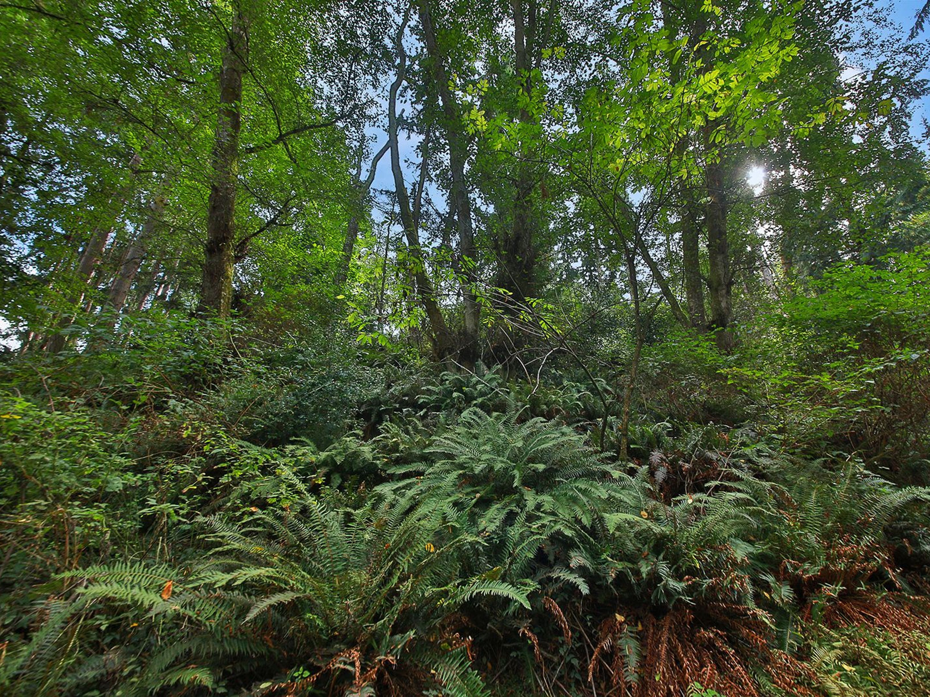  XXX Waterside Lane, Langley, WA 98260 - 物件實景