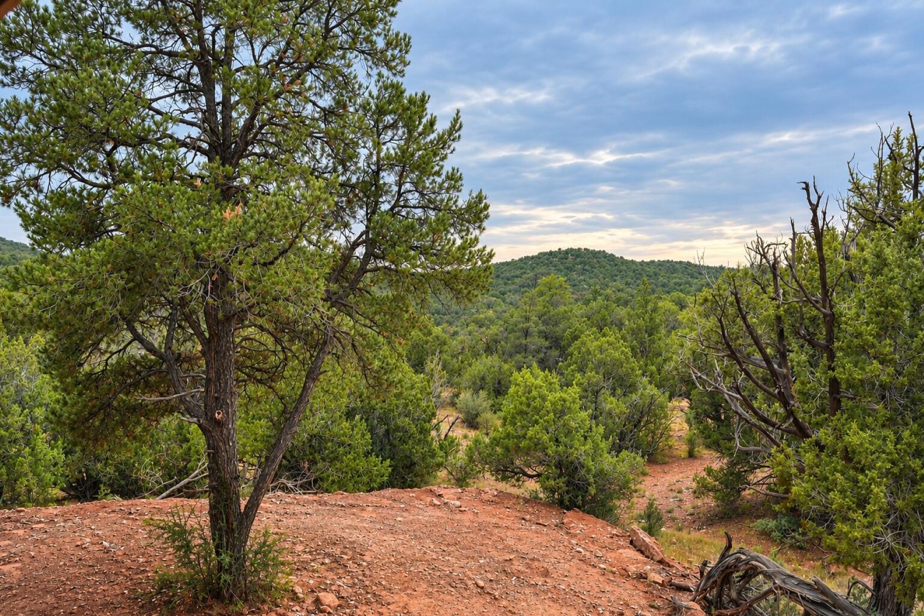  36299 W Rocking Dog Road¦Seligman, AZ - 物件實景