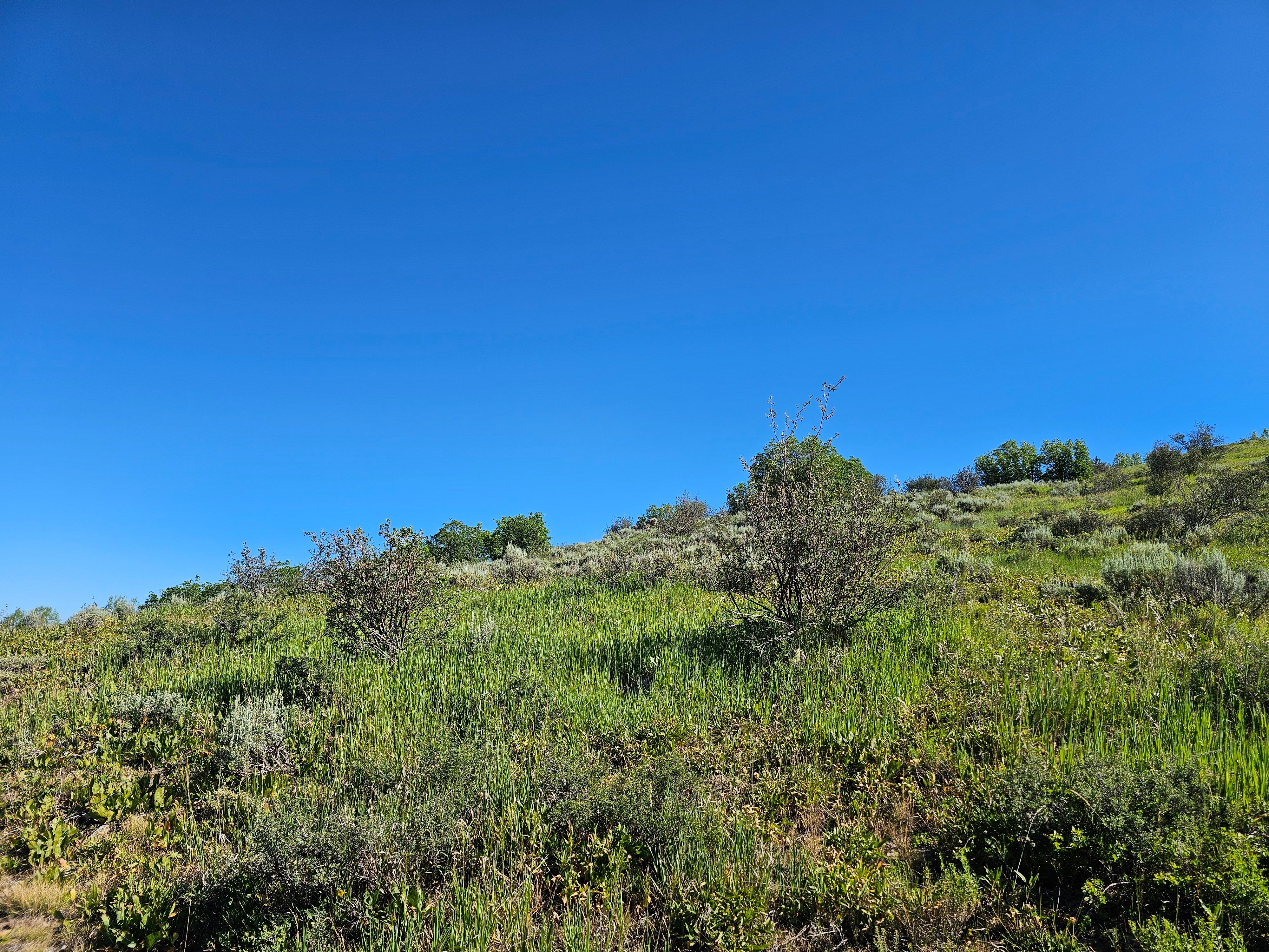  1327 Indian Trail, Steamboat Springs, CO, 80487 - 物件實景