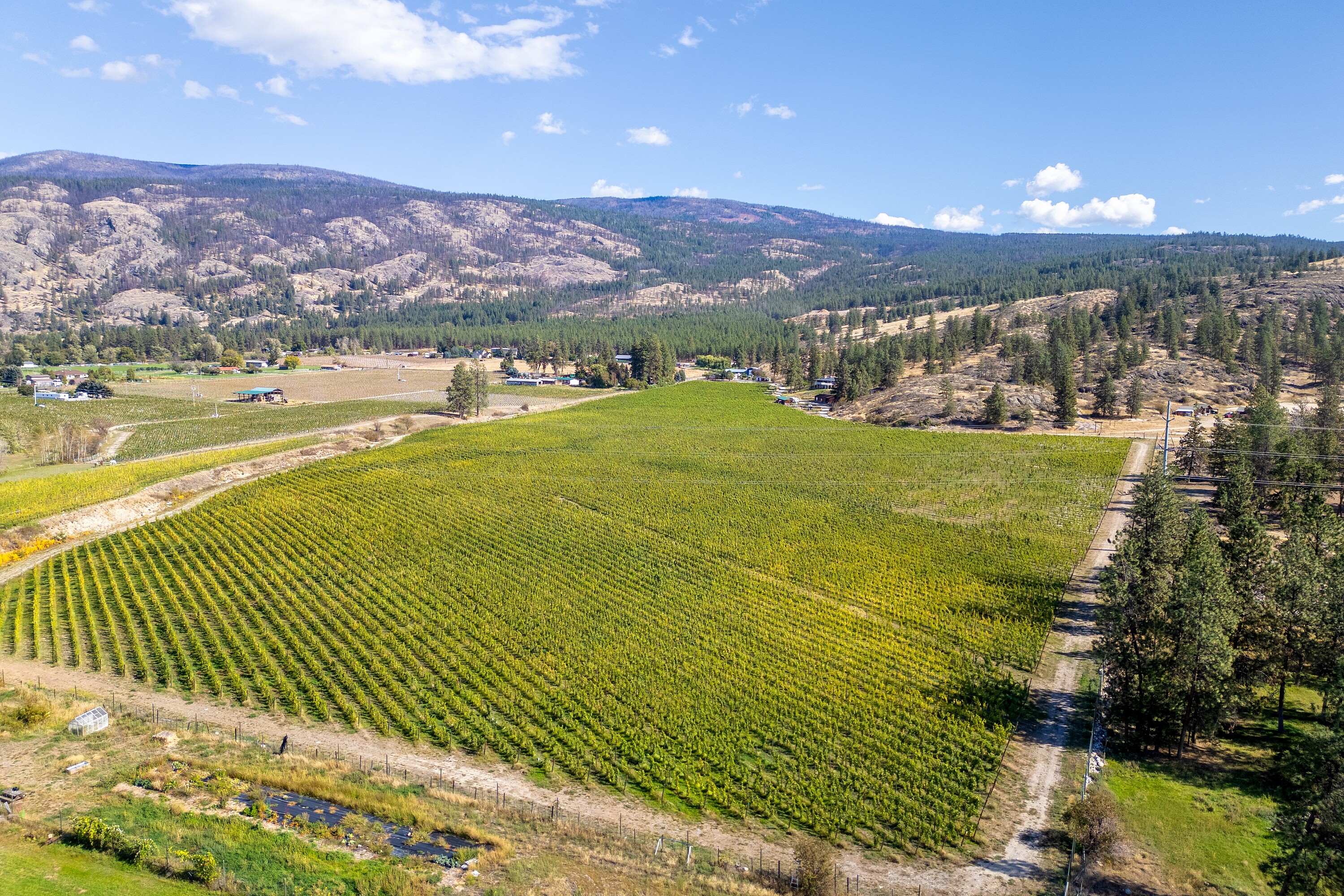  Vineyard in Okanagan Falls - 物件實景