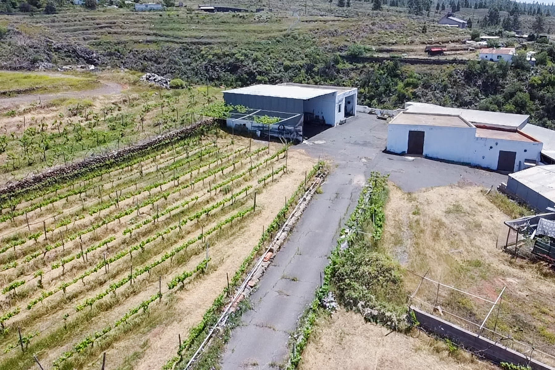  Traditional Agricultural Estate with Winery in Tenerife South - 物件實景