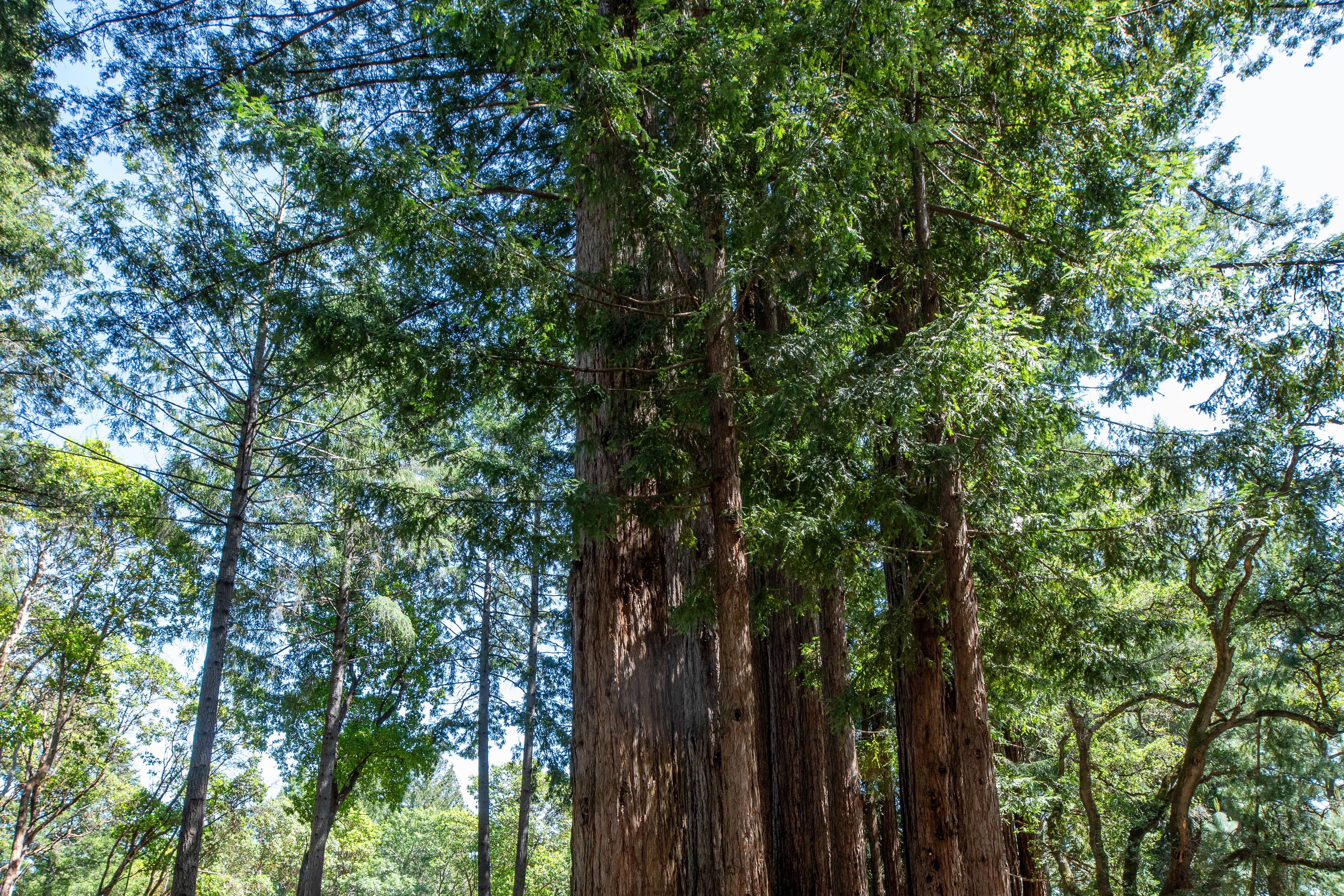  18900 Armstrong Woods Road, Guerneville, CA 95446 - 物件實景