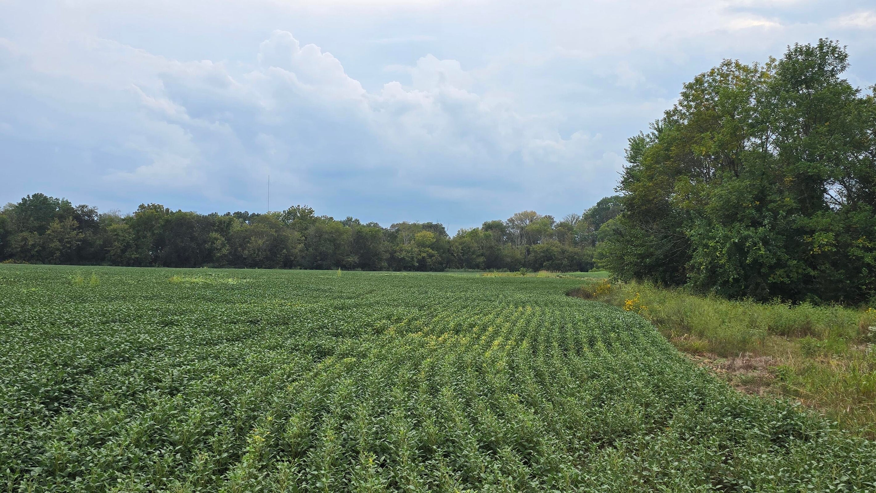 Pikeville, Tennessee, 37367, United States, ,Land,For Sale,1978902