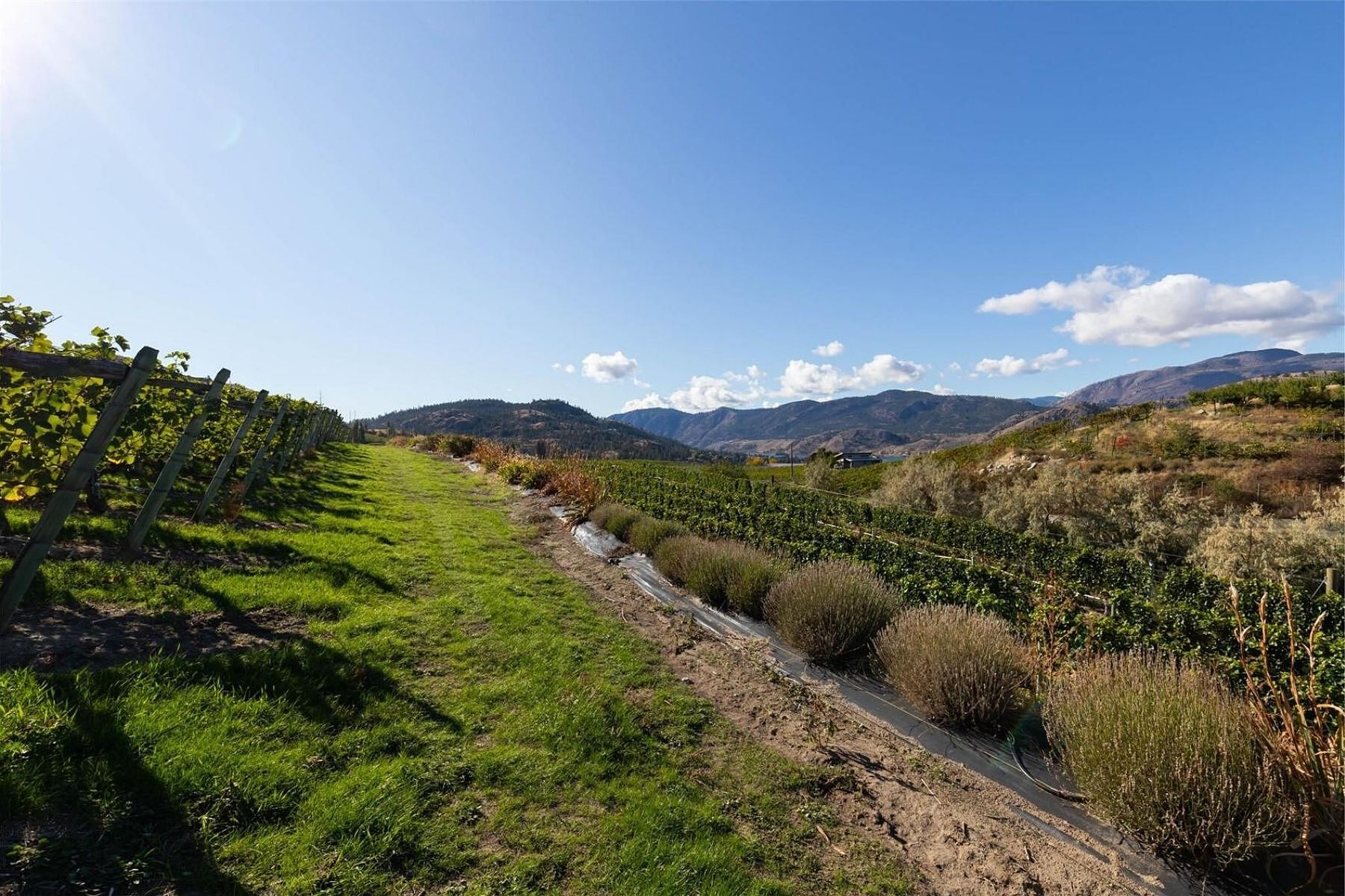  Boutique Okanagan Winery - 物件實景