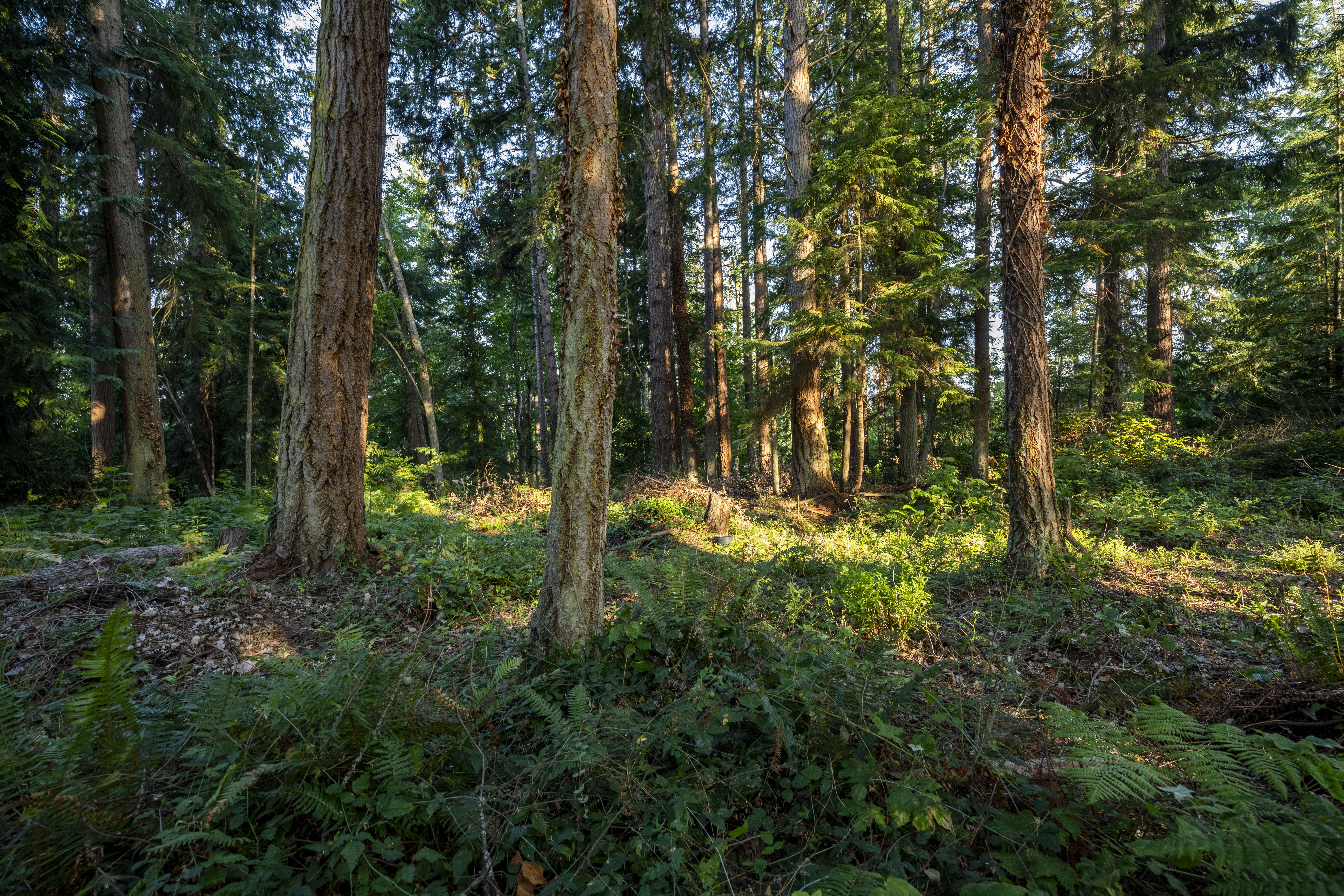  Perfect Whidbey Island Location - 物件實景