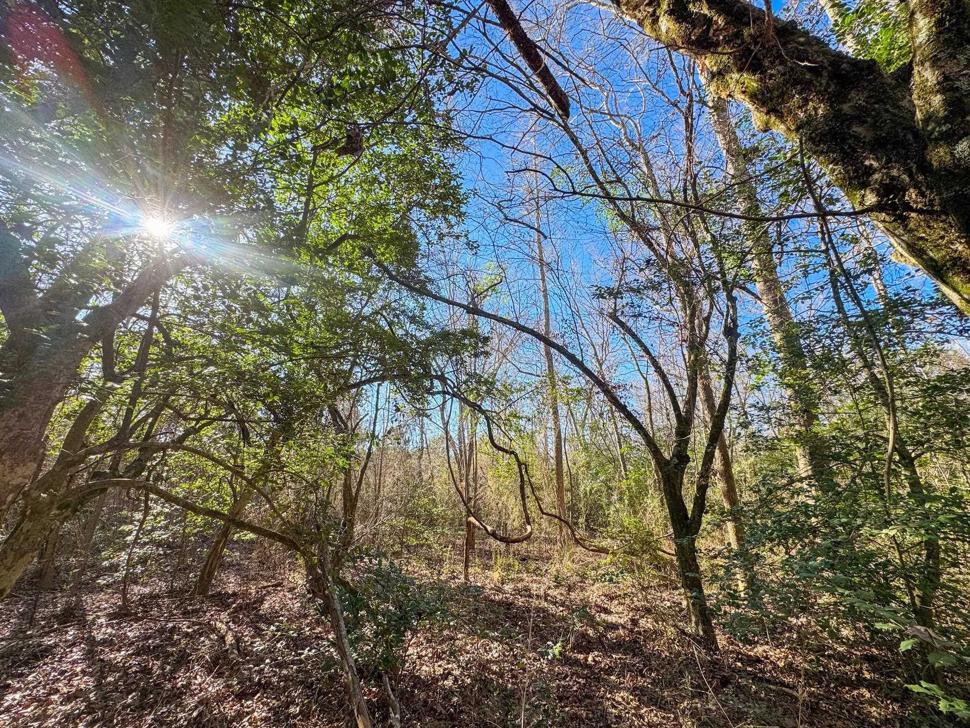 Linden, Texas, 75563, United States, ,Land,For Sale,2005293