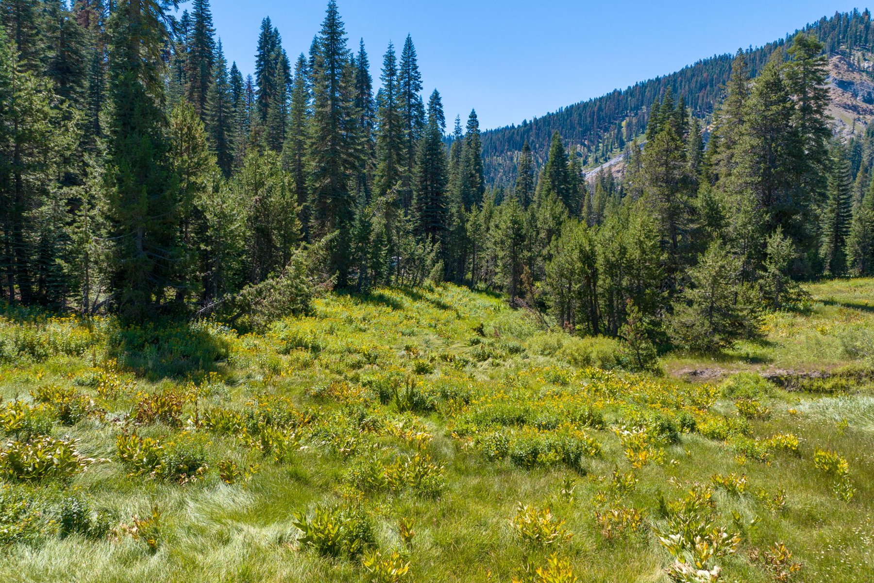  80 Acres of Pristine Land in the Middle of Plumas Eureka State Park - 物件實景