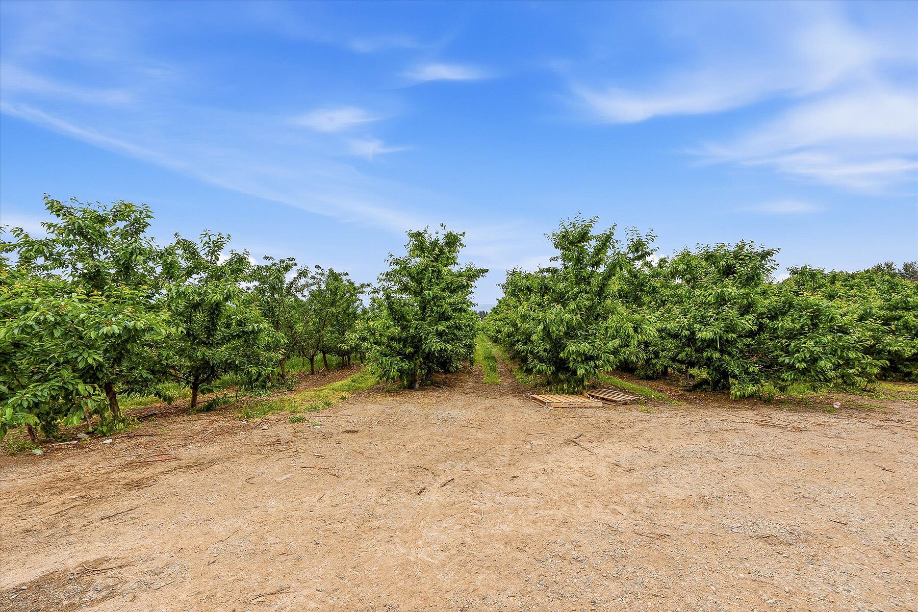  17.66 Acre Cherry Orchard - 物件實景