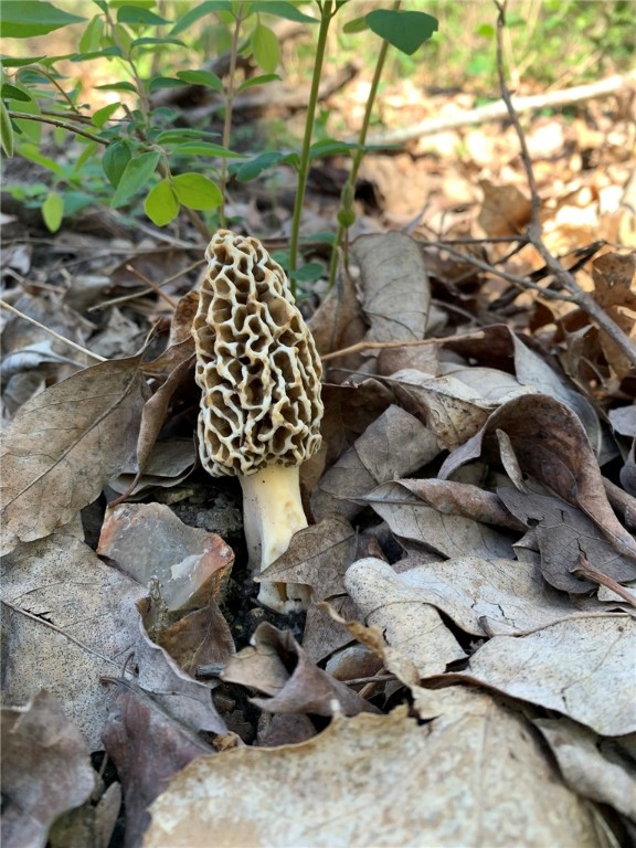 Berryville, Arkansas, 72616, United States, 6 Bedrooms Bedrooms, ,4 BathroomsBathrooms,Residential,For Sale,1988341