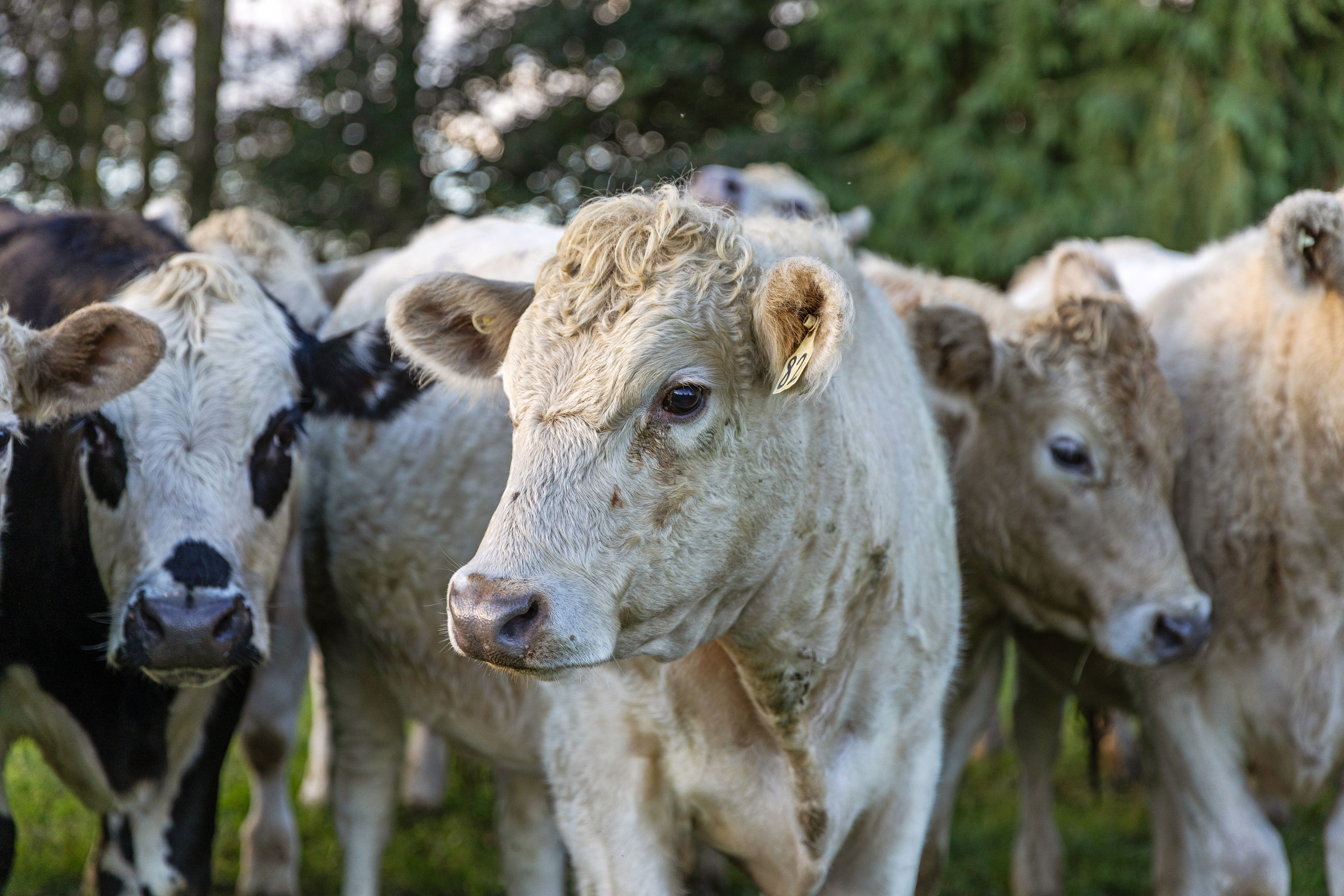  Landmark Homestead rezoned with substantial landbank - 物件實景