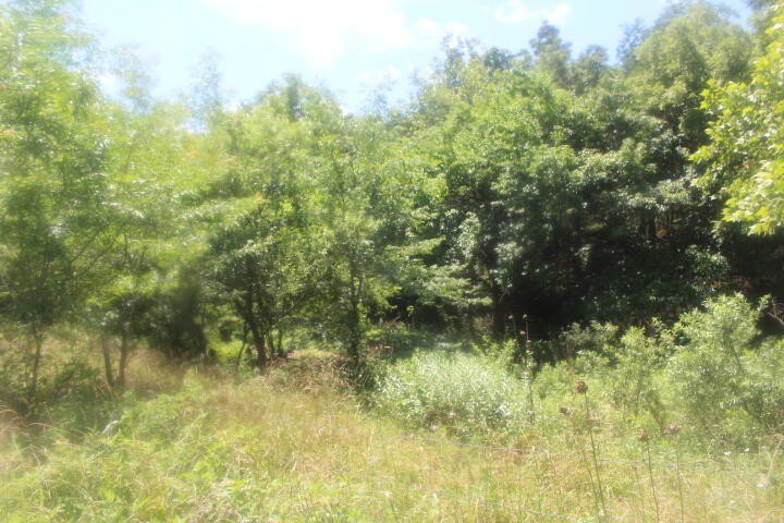 Polk, Missouri, 65727, United States, ,Land,For Sale,1980569