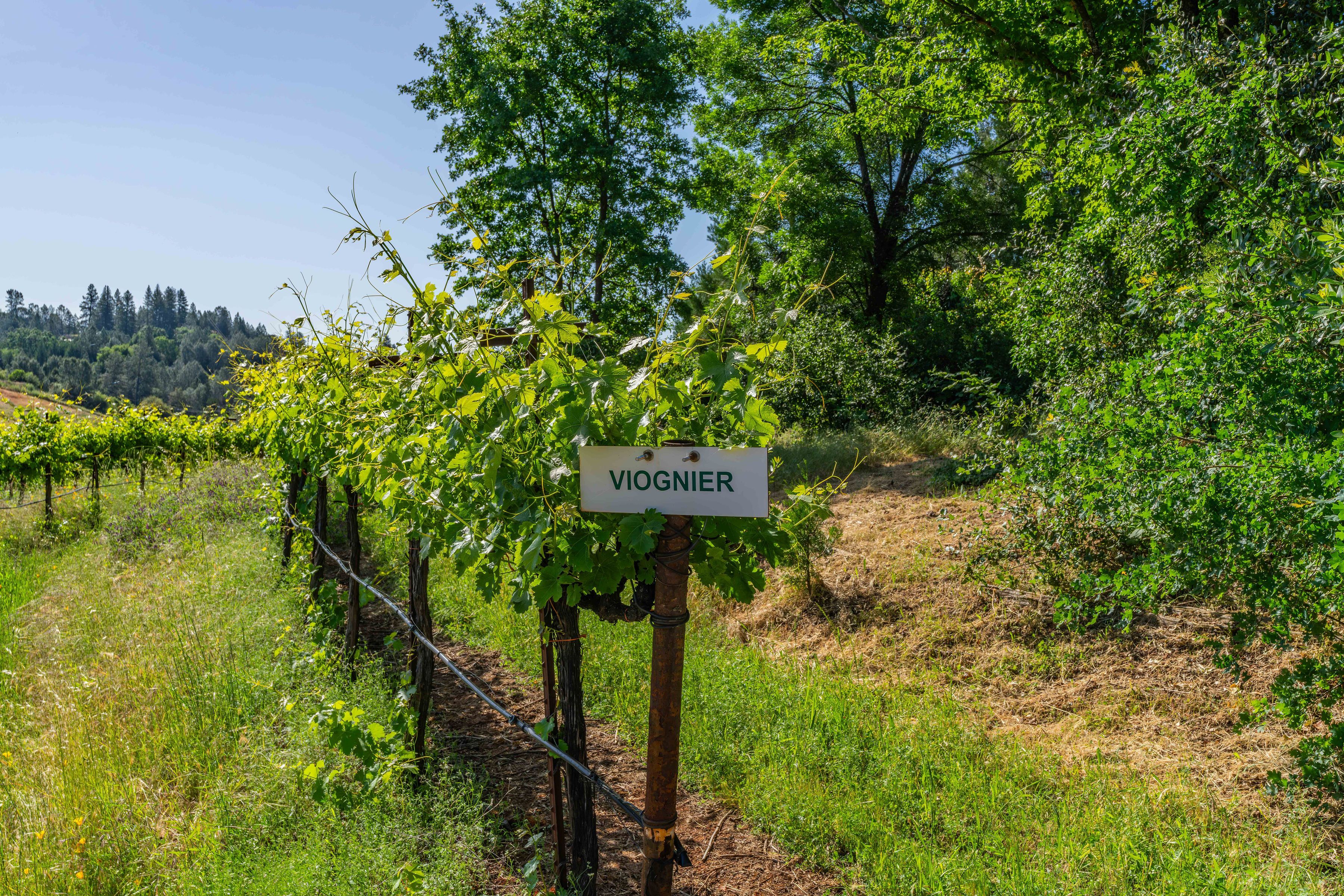  22 Acres • Panoramic Views • Unmatched Privacy • Idyllic Ranch Estate - 物件實景