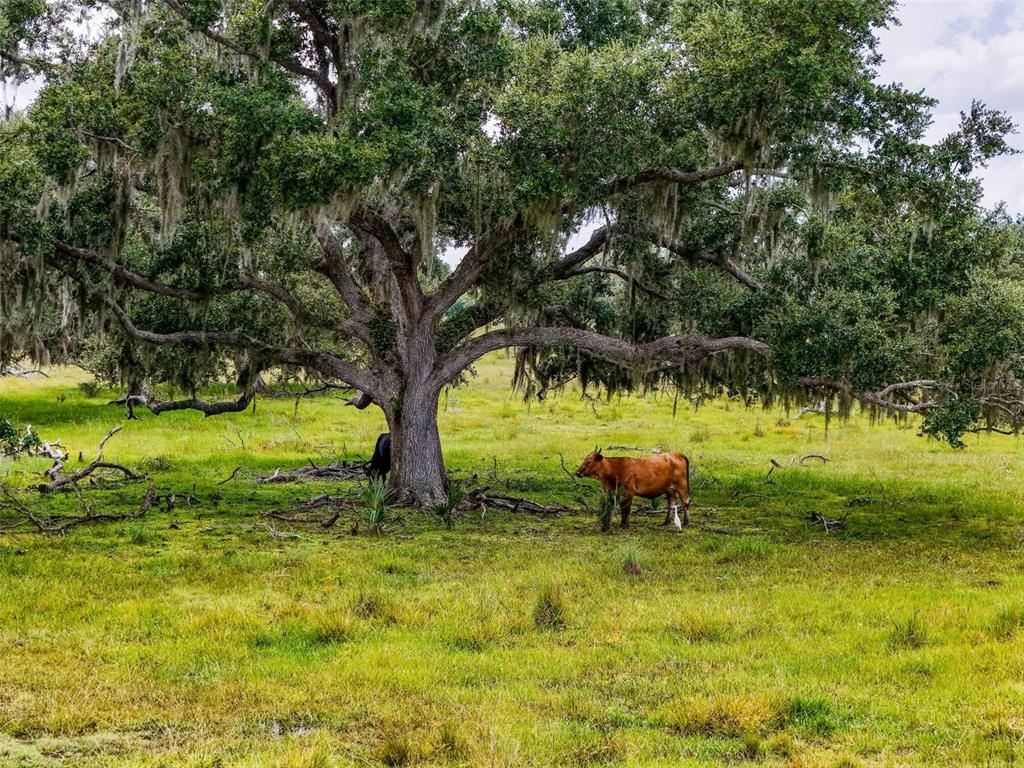 Myakka City, Florida, 34251, United States, ,Land,For Sale,1908306
