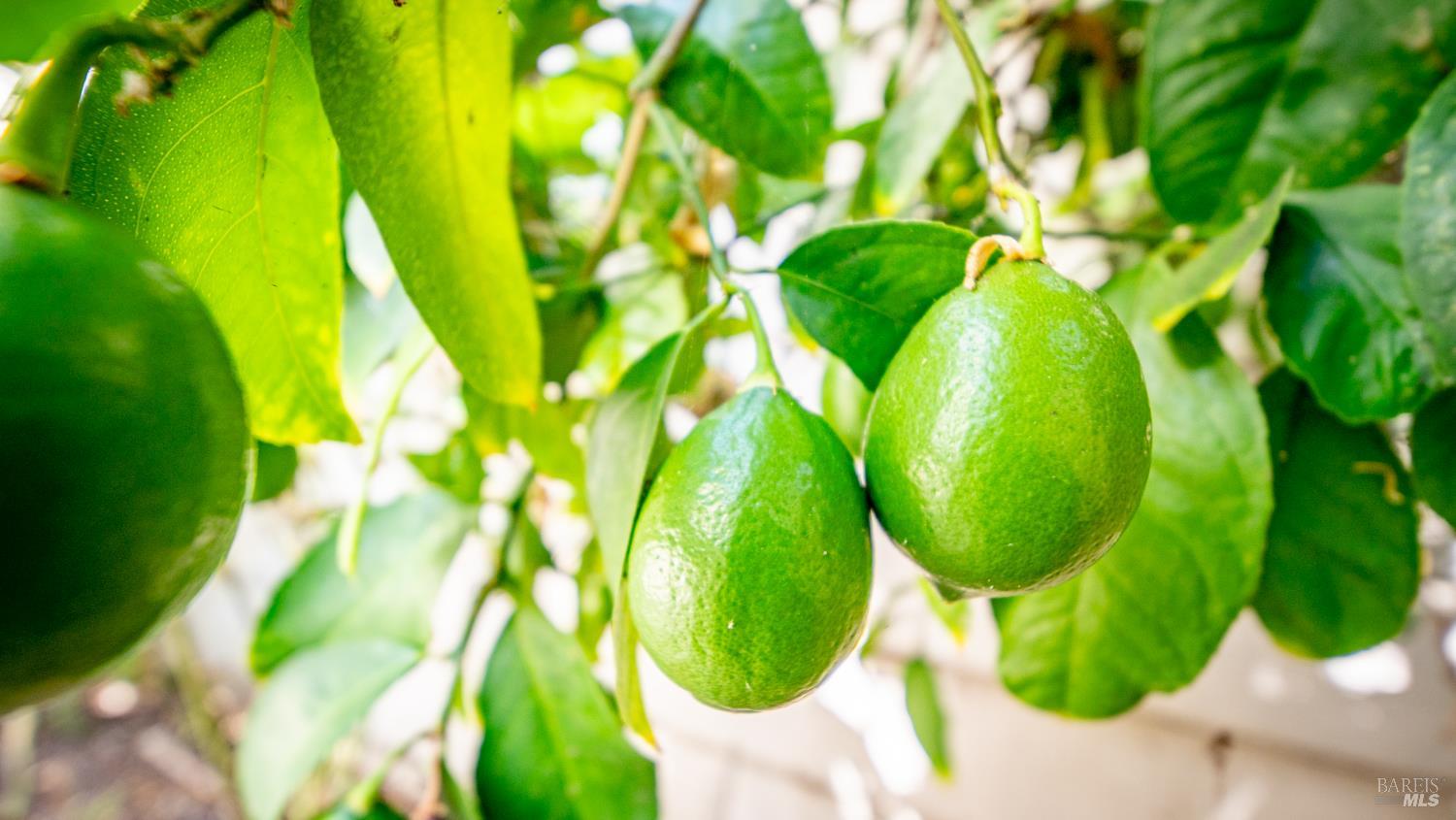 Novato, California, 94945, United States, 2 Bedrooms Bedrooms, ,1 BathroomBathrooms,Residential,For Sale,1958770