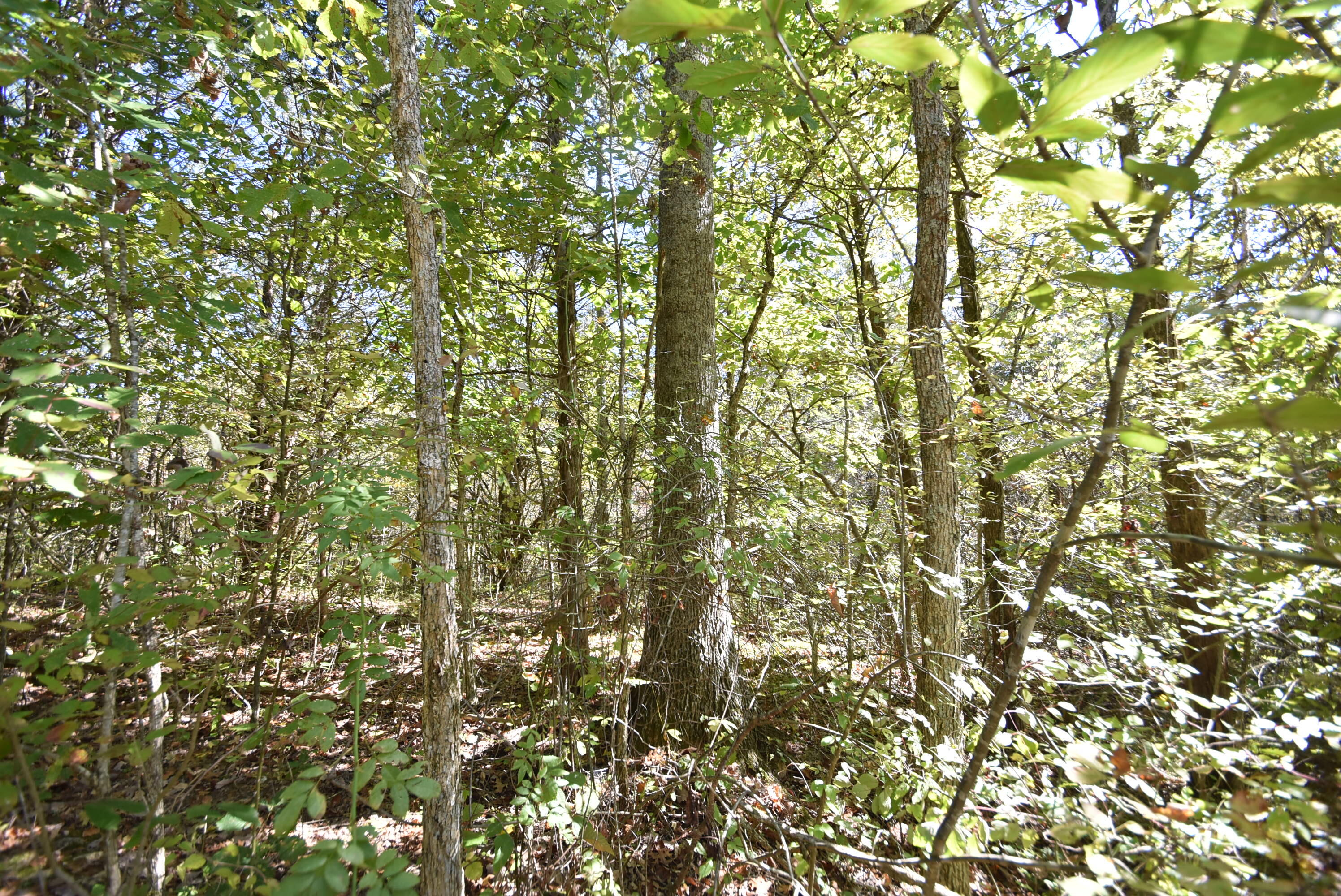 Willisburg, Kentucky, 40078, United States, 4 Bedrooms Bedrooms, ,1 BathroomBathrooms,Residential,For Sale,1962831