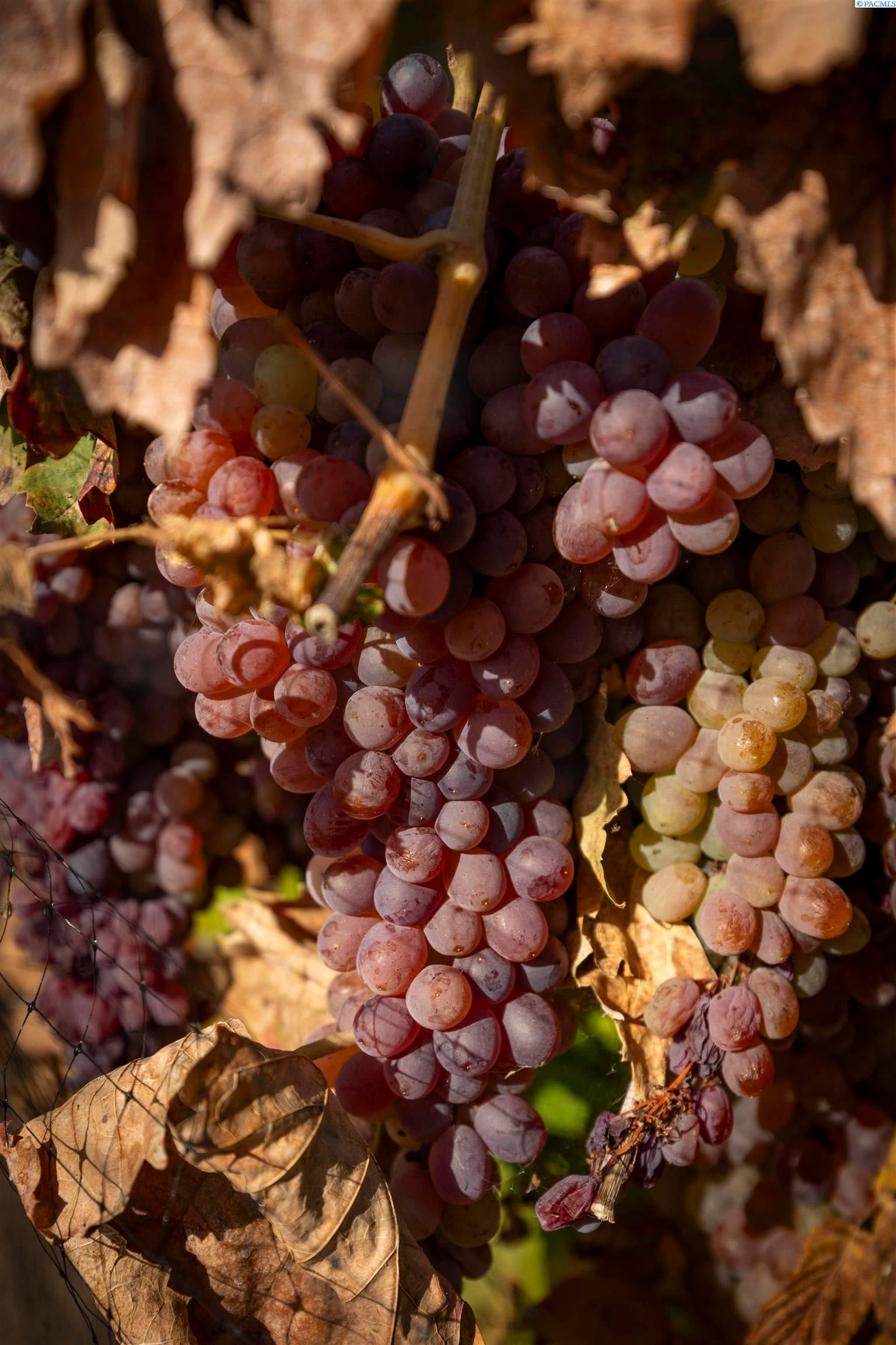 Prosser, Washington, 99350, United States, 4 Bedrooms Bedrooms, ,1 BathroomBathrooms,Residential,For Sale,1984108