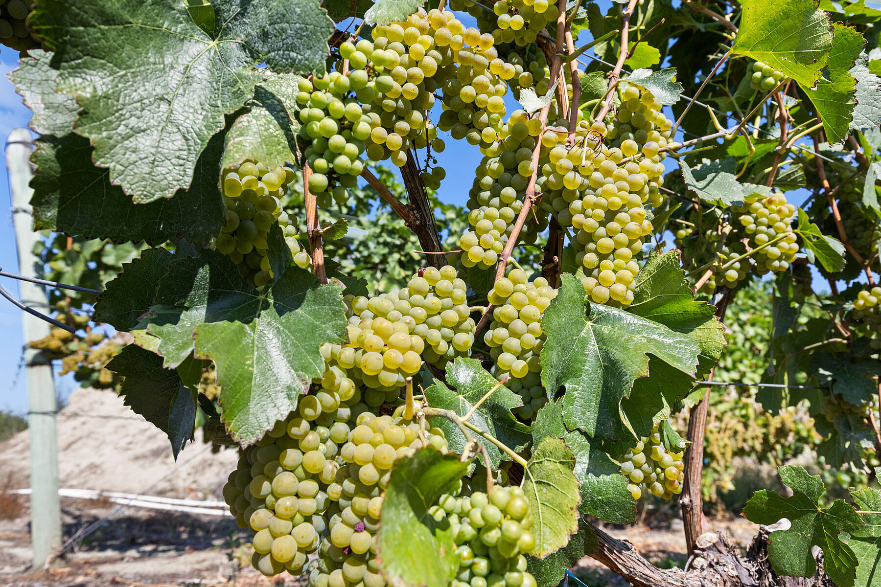  Boutique Okanagan Winery - 物件實景