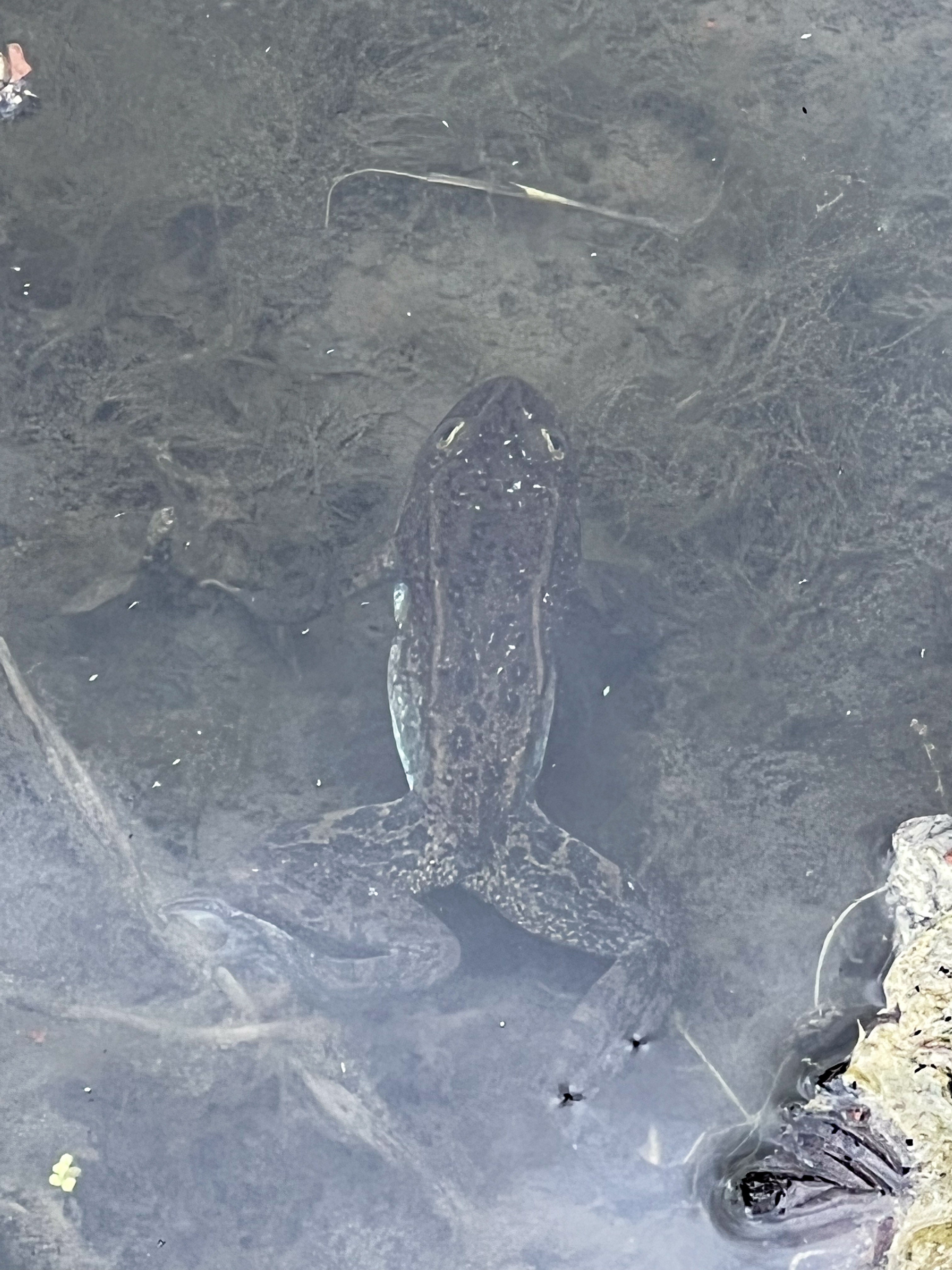 Kettle Falls, Washington, 99141, United States, 3 Bedrooms Bedrooms, ,2 BathroomsBathrooms,Residential,For Sale,1985709