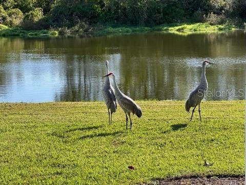 Tampa, Florida, 33647, United States, 4 Bedrooms Bedrooms, ,3 BathroomsBathrooms,Residential,For Sale,1906632