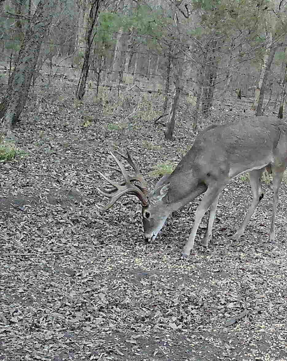 Roxton, Texas, 75477, United States, ,Land,For Sale,1979032