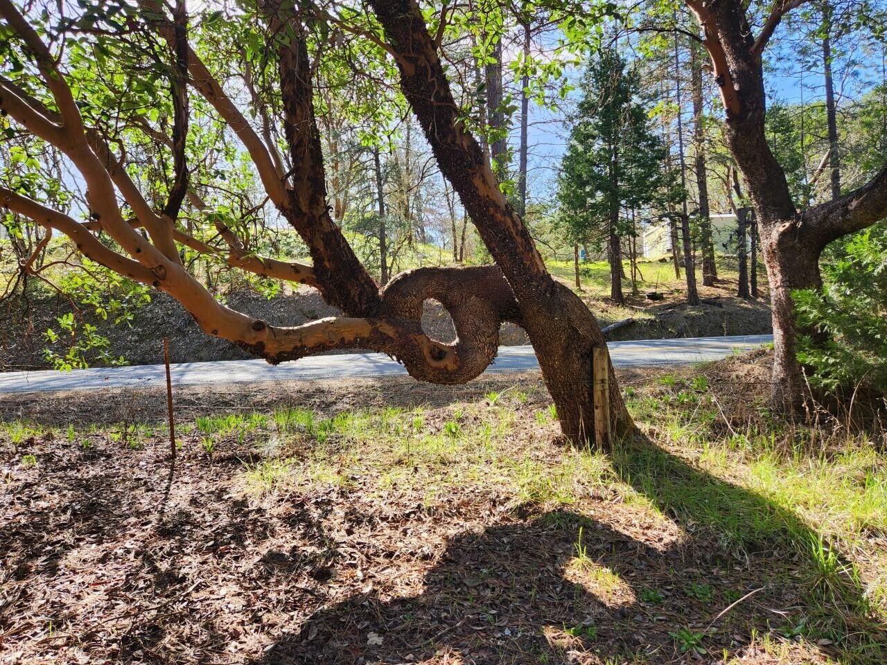 Grants Pass, Oregon, 97526, United States, 3 Bedrooms Bedrooms, ,2 BathroomsBathrooms,Residential,For Sale,1982829