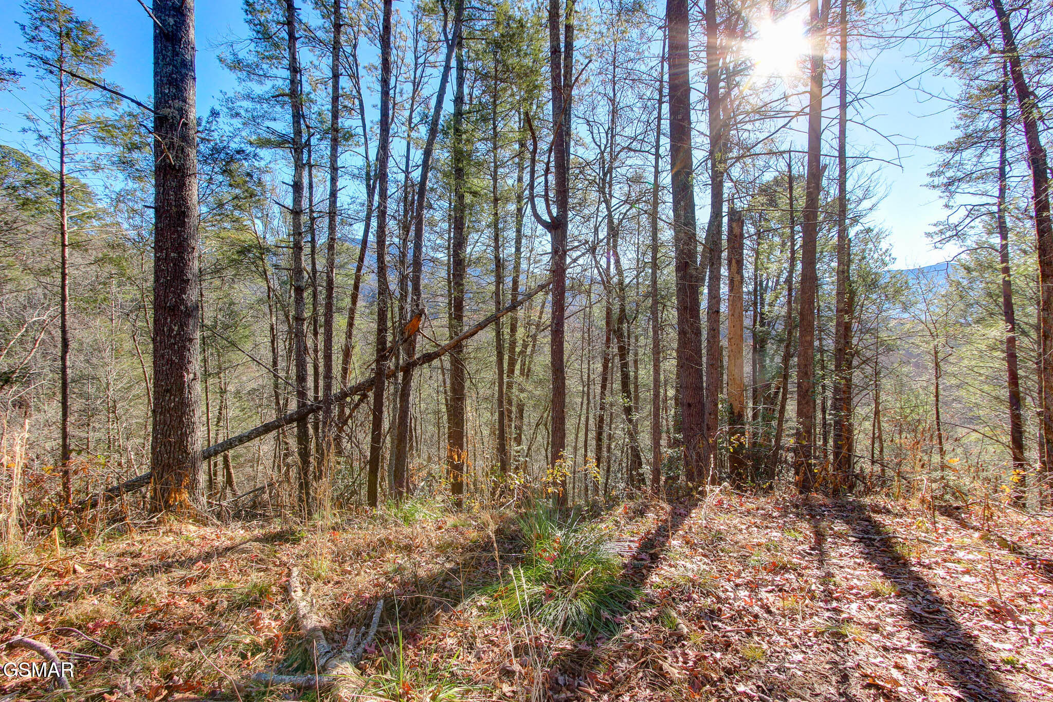 Cosby, Tennessee, 37722, United States, ,Land,For Sale,1978210