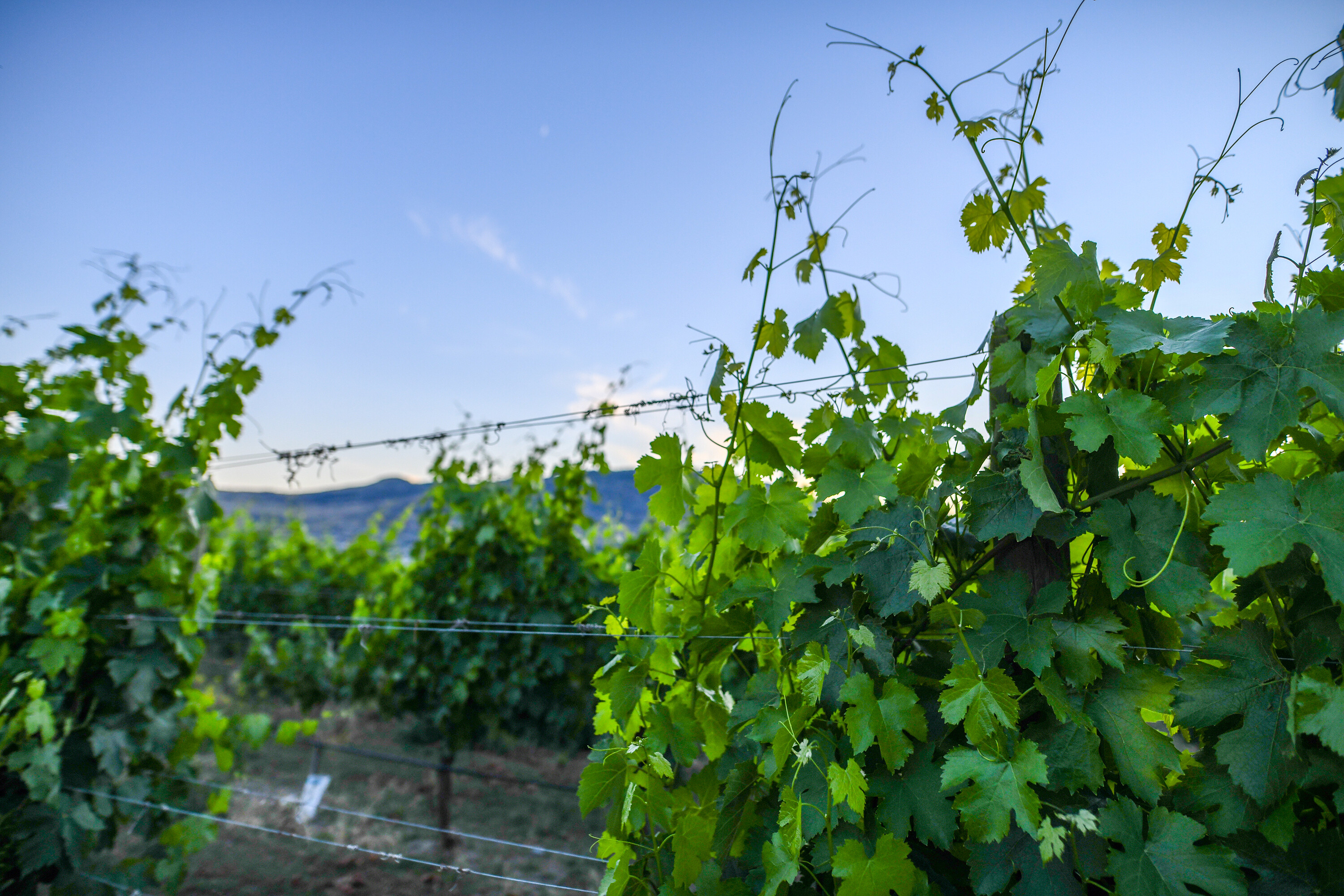  Lakefront Winery Receivership - 物件實景