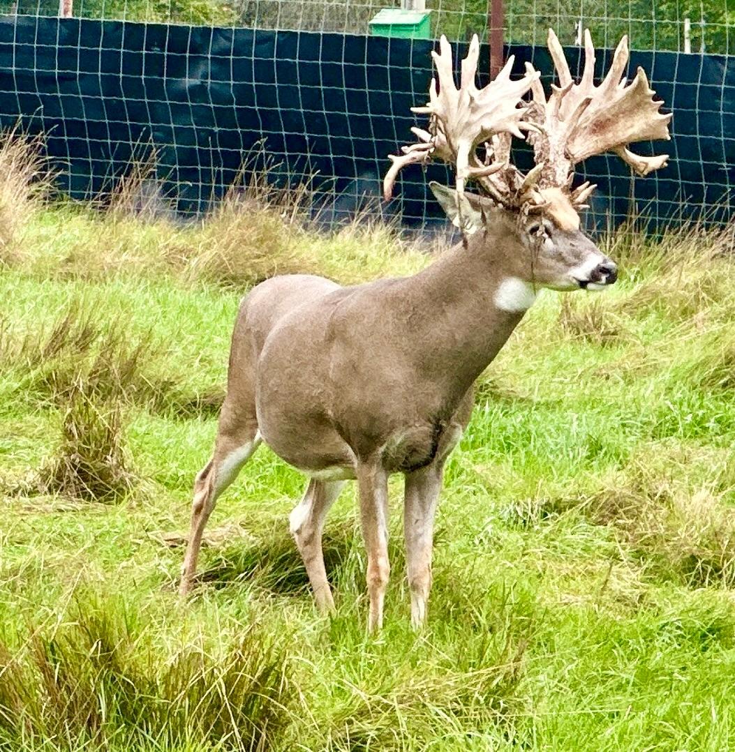 Lake Tomahawk, Wisconsin, 54487, United States, ,Residential,For Sale,1973874