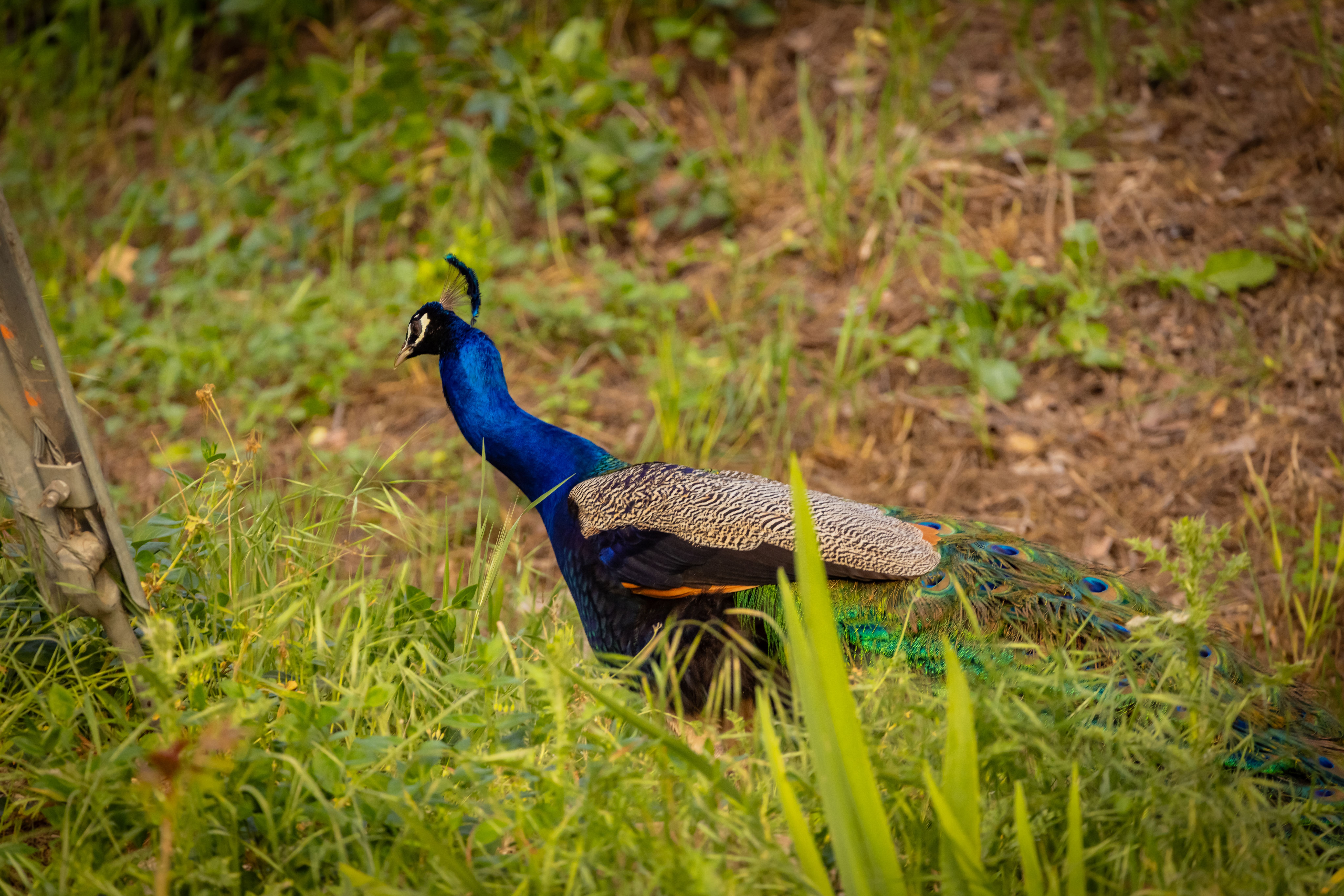  1345 Fraser Lane, Ojai, CA 93023 - 物件實景
