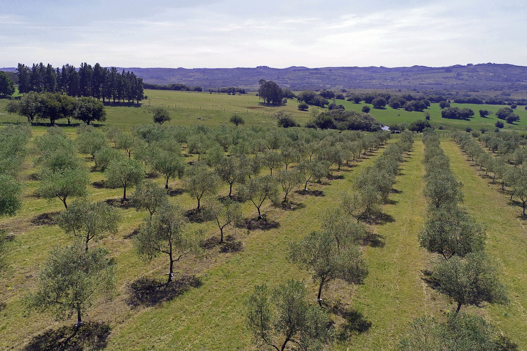  Farm with olive groves in Pueblo Edén - 物件實景