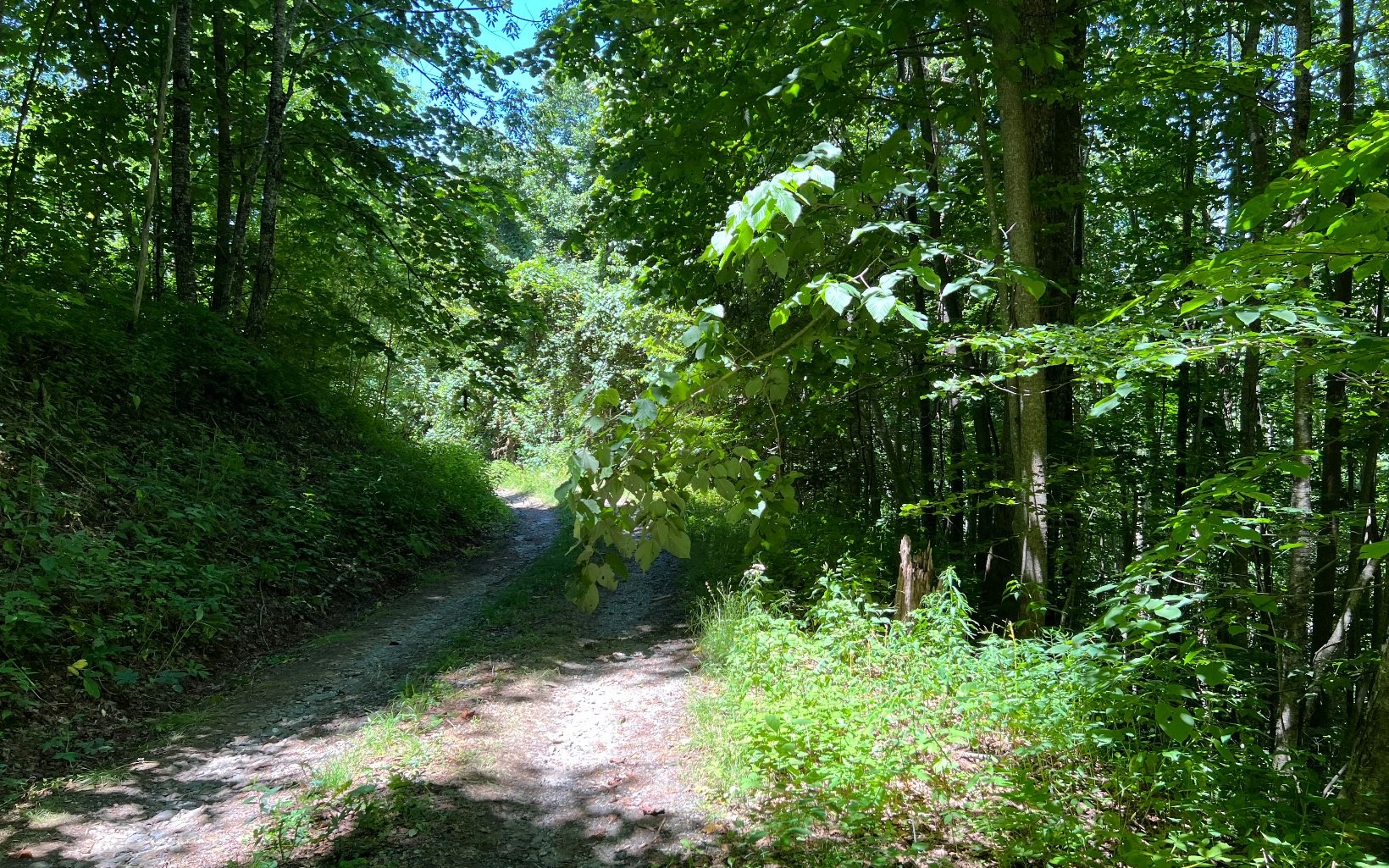 101ac Lori'S Mountain, Hayesville, North Carolina, 28904, United States, ,Residential,For Sale,101ac Lori'S Mountain,1304629